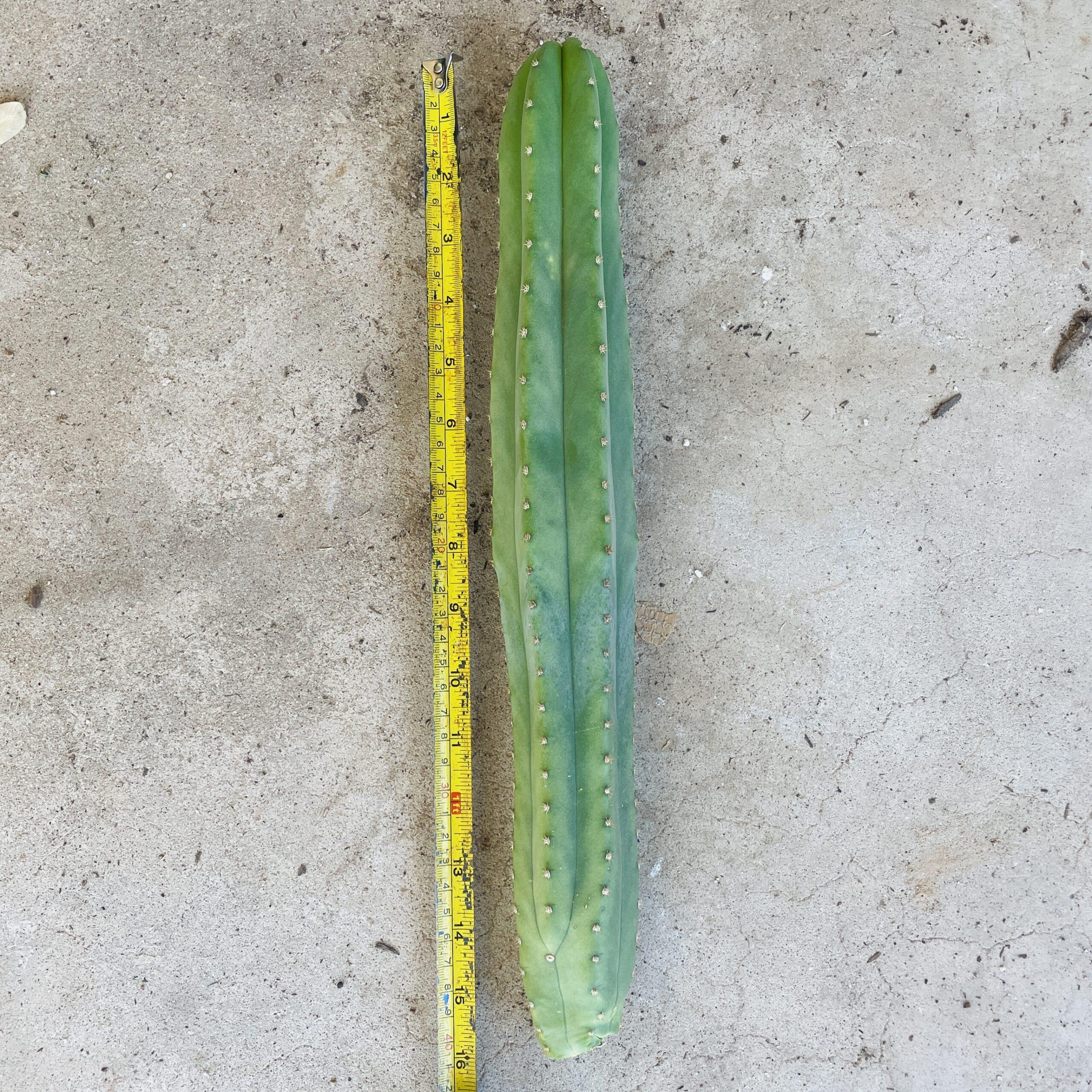 15 inch T. Scopulicola "Tucson Fat" Cutting