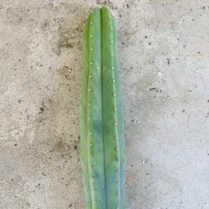 15 inch T. Scopulicola "Tucson Fat" Cutting