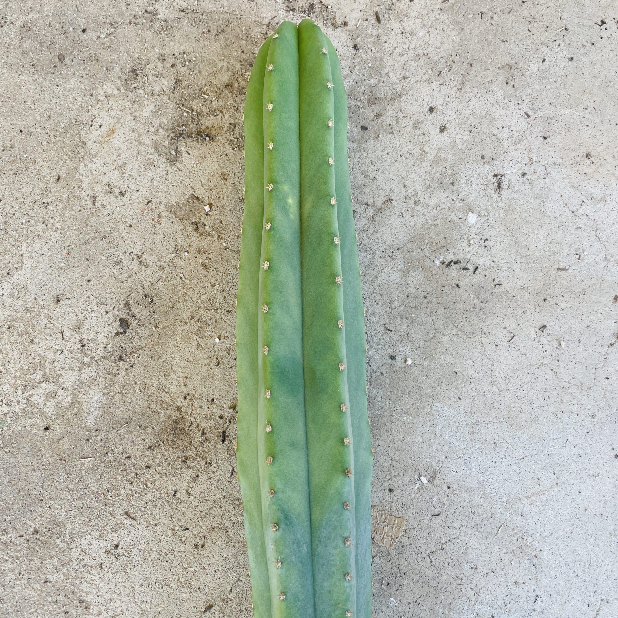 15 inch T. Scopulicola "Tucson Fat" Cutting