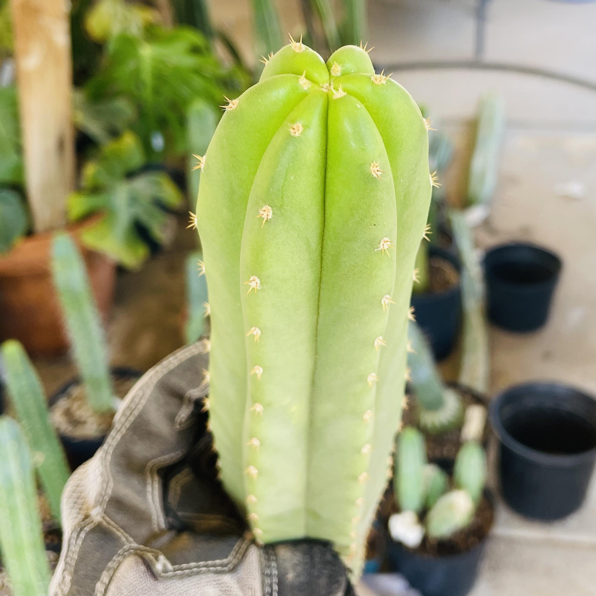 15 inch T. Scopulicola "Tucson Fat" Cutting