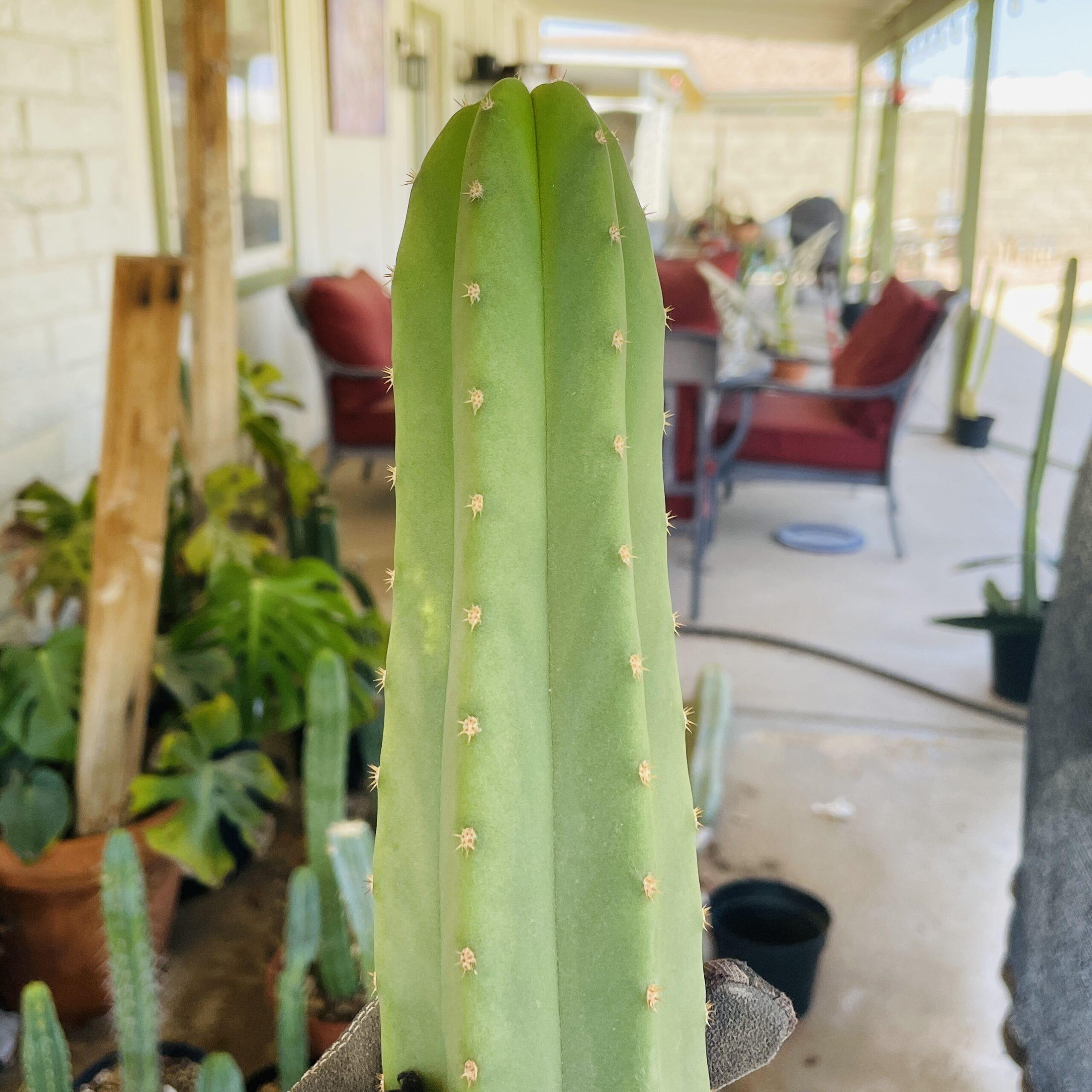 15 inch T. Scopulicola "Tucson Fat" Cutting