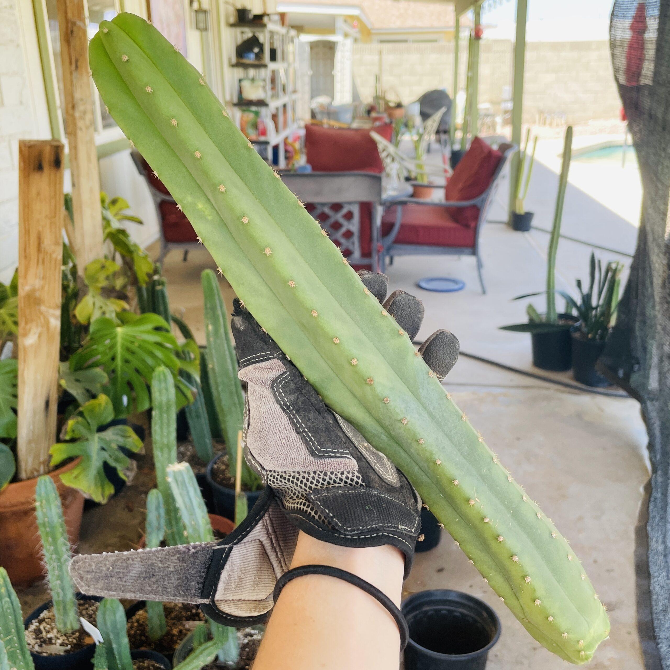 15 inch T. Scopulicola "Tucson Fat" Cutting