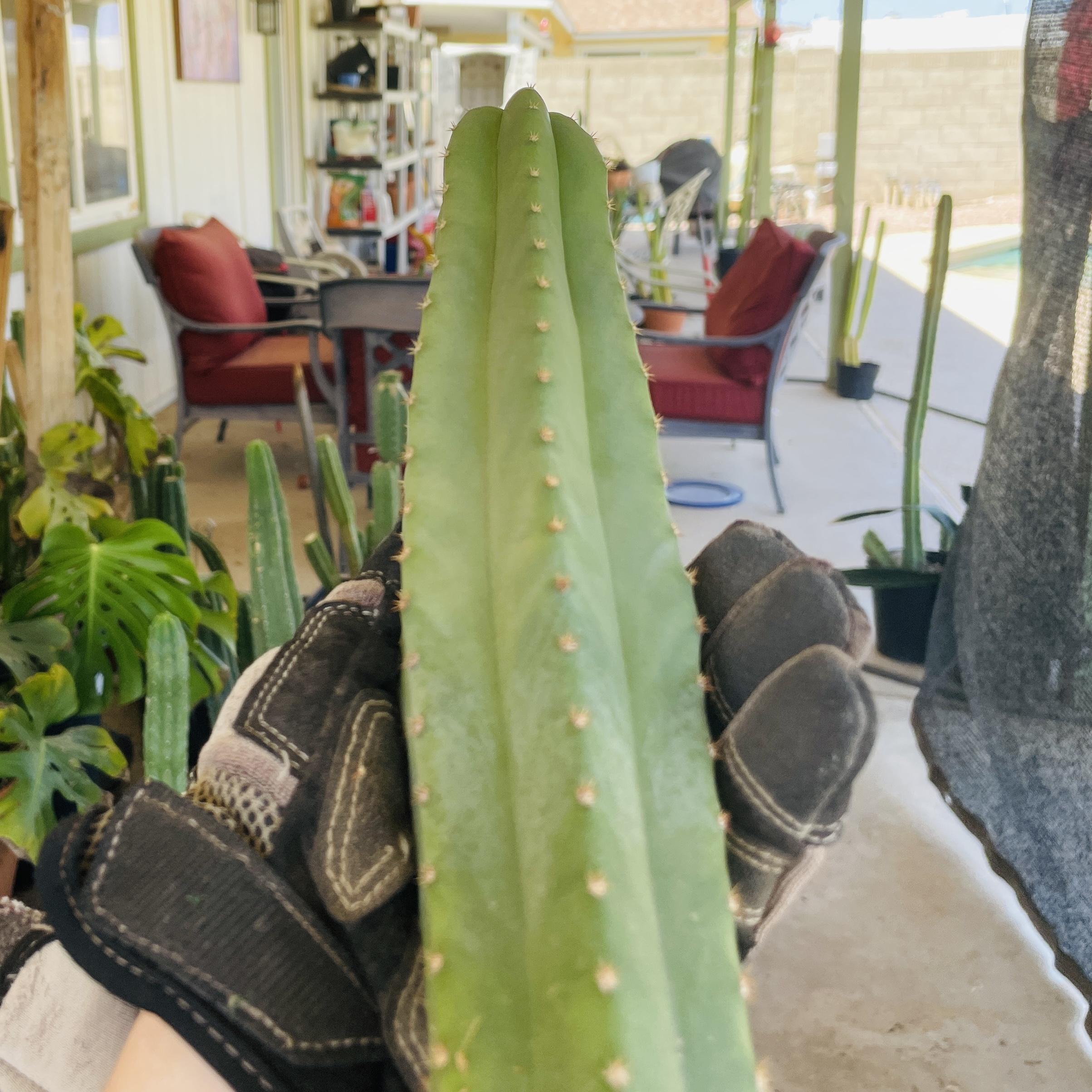 15 inch T. Scopulicola "Tucson Fat" Cutting
