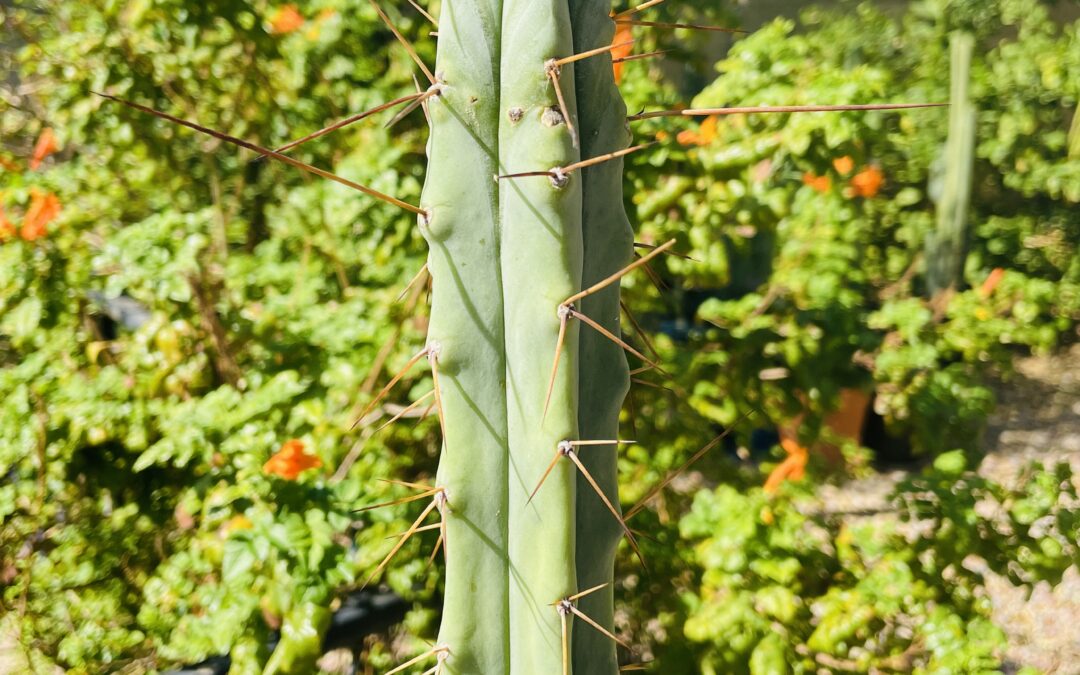 17in T. Bridgesii “Bolivian Torch” Cutting