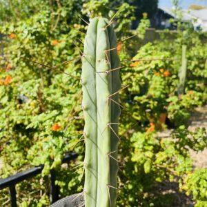 17 inch T. Bridgesii "Bolivian Torch" Cutting