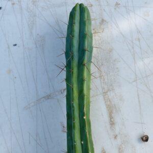 18 inch T. Bridgesii "Dayman" Cutting