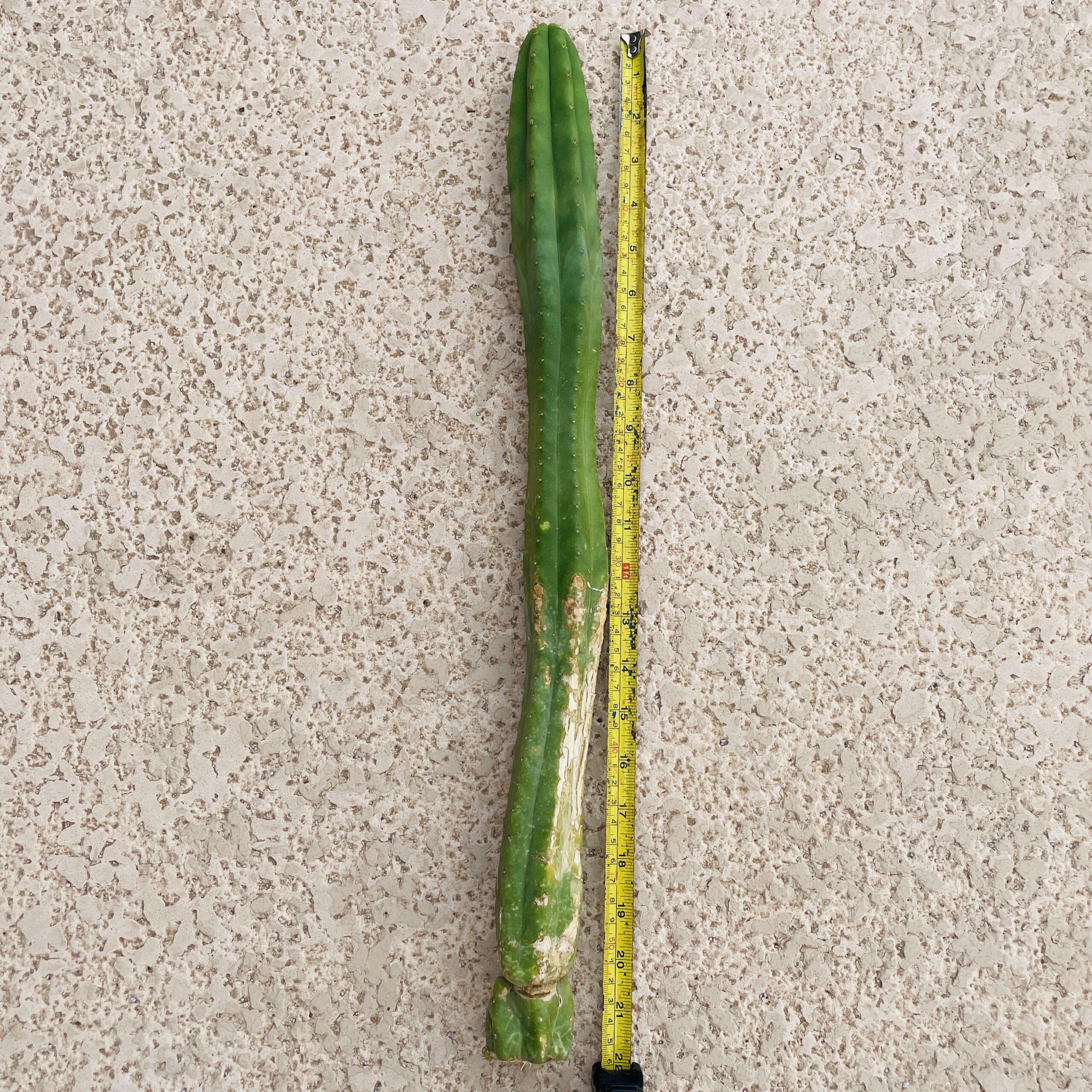 21 inch San Pedro "Ogunbodede" (Ogun) Cutting