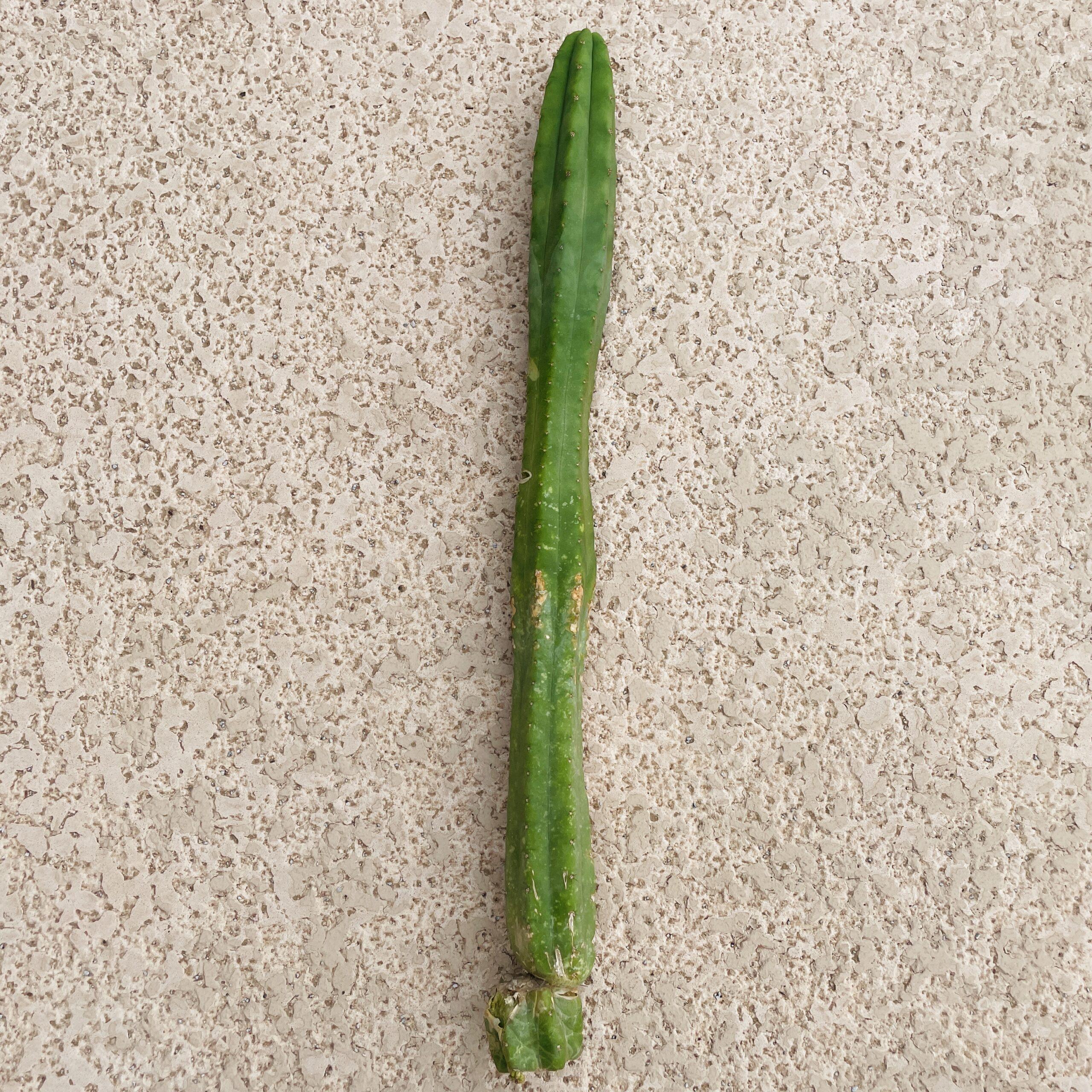 21 inch San Pedro "Ogunbodede" (Ogun) Cutting