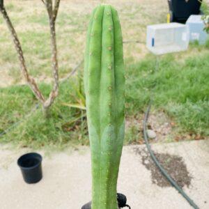 21 inch San Pedro "Ogunbodede" (Ogun) Cutting
