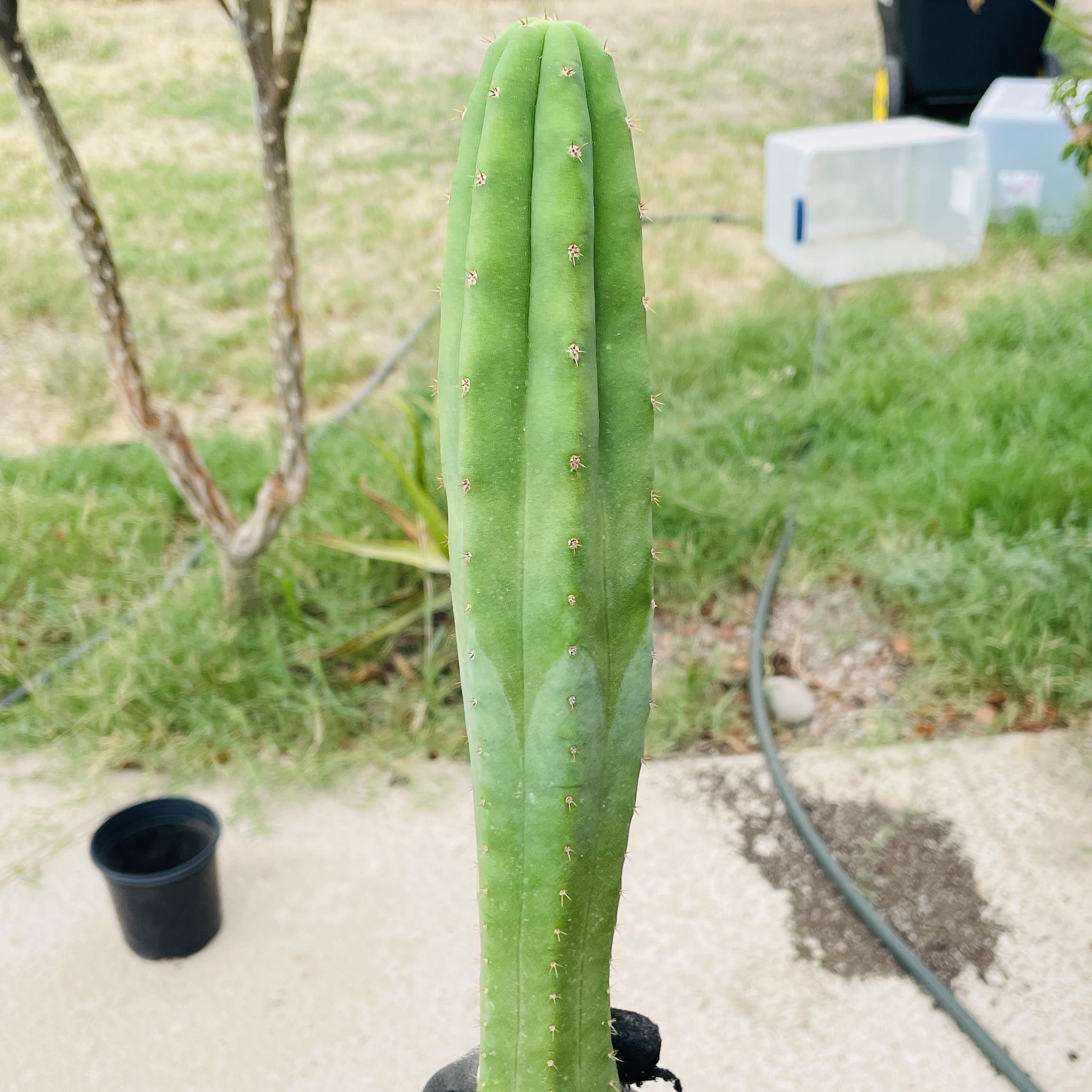 21 inch San Pedro "Ogunbodede" (Ogun) Cutting