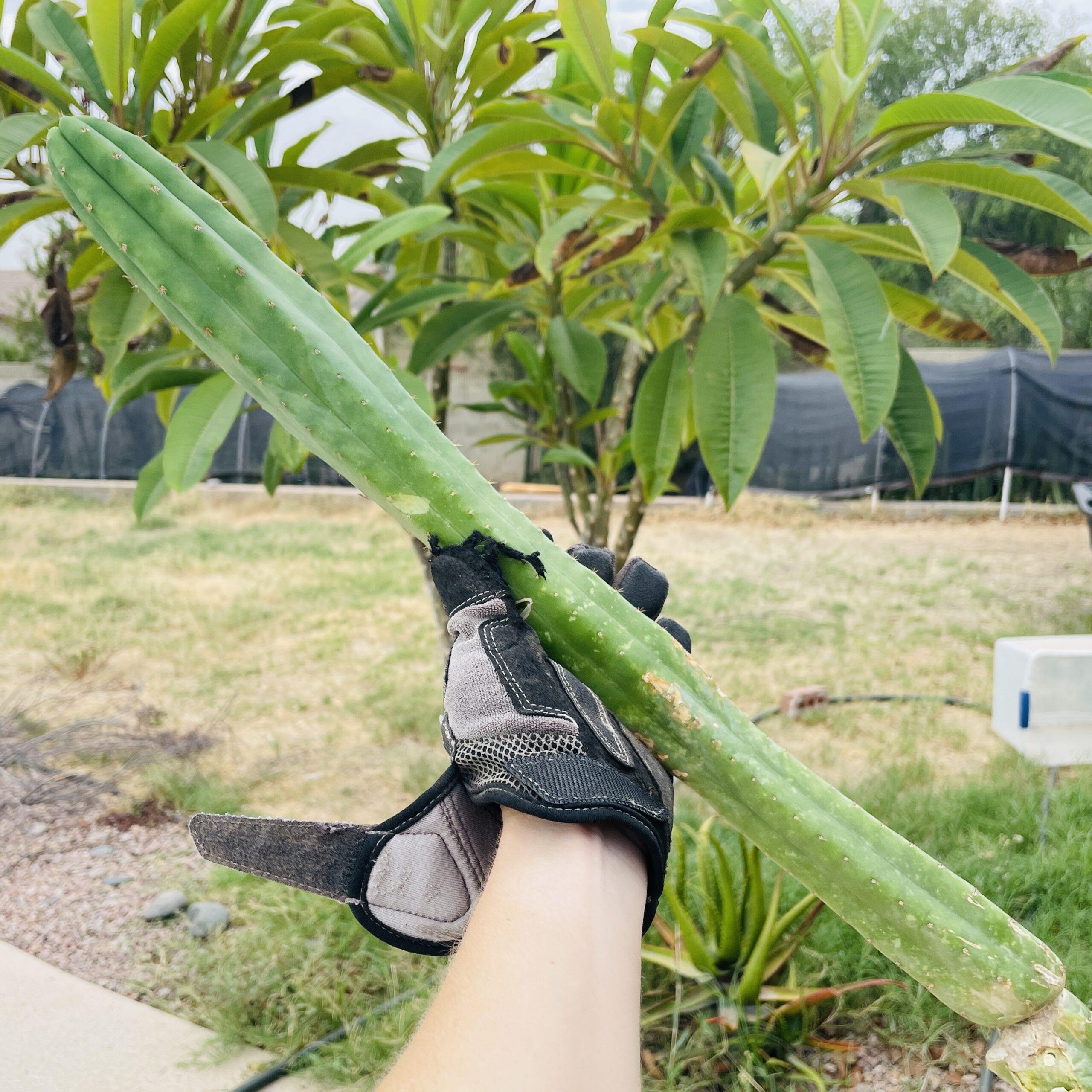 21 inch San Pedro "Ogunbodede" (Ogun) Cutting