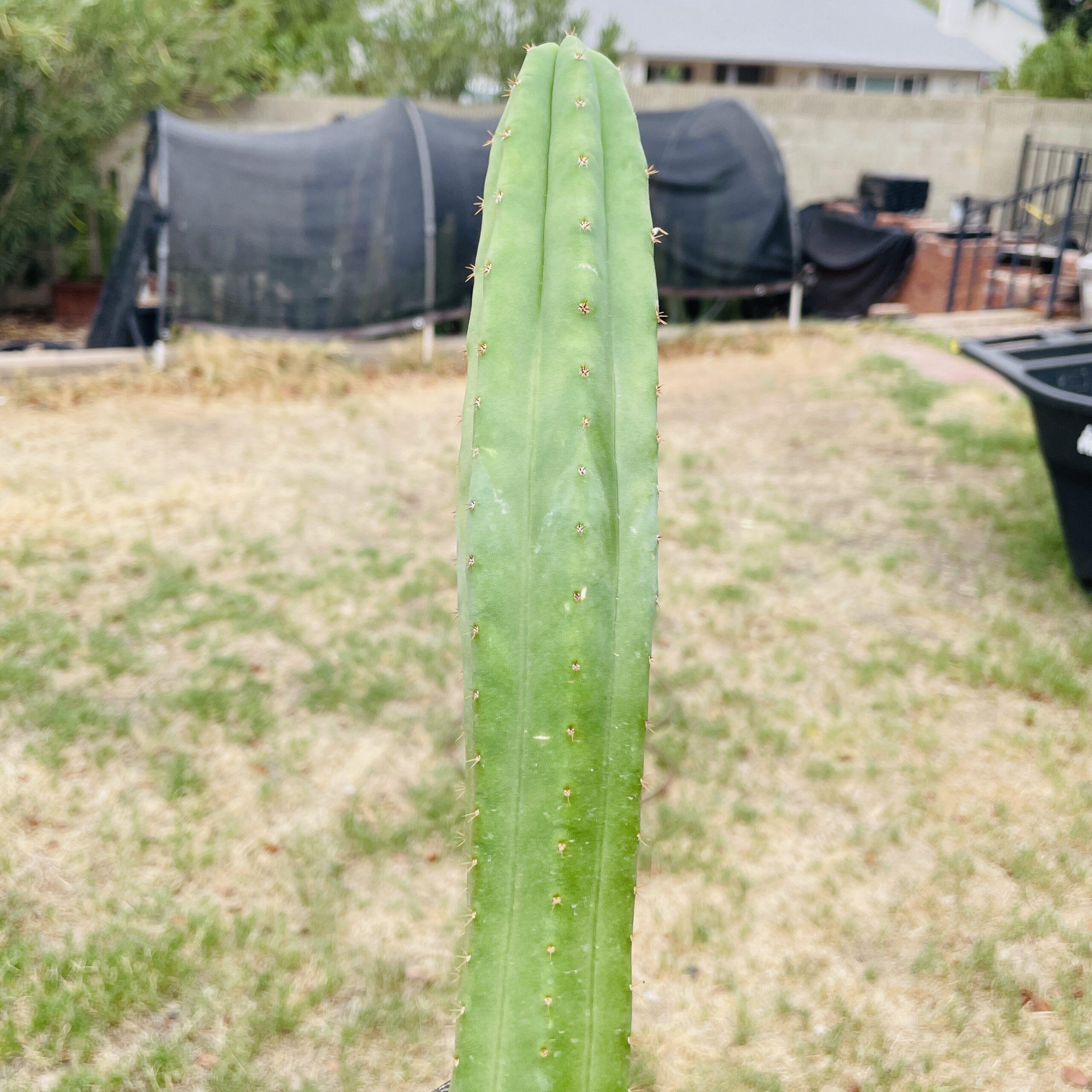 21 inch San Pedro "Ogunbodede" (Ogun) Cutting