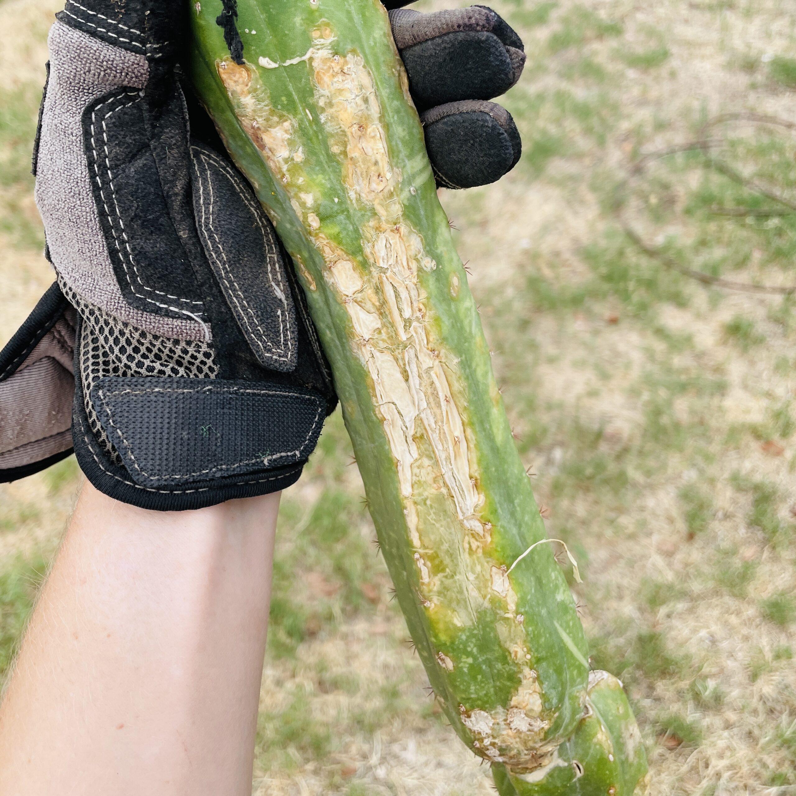 21 inch San Pedro "Ogunbodede" (Ogun) Cutting