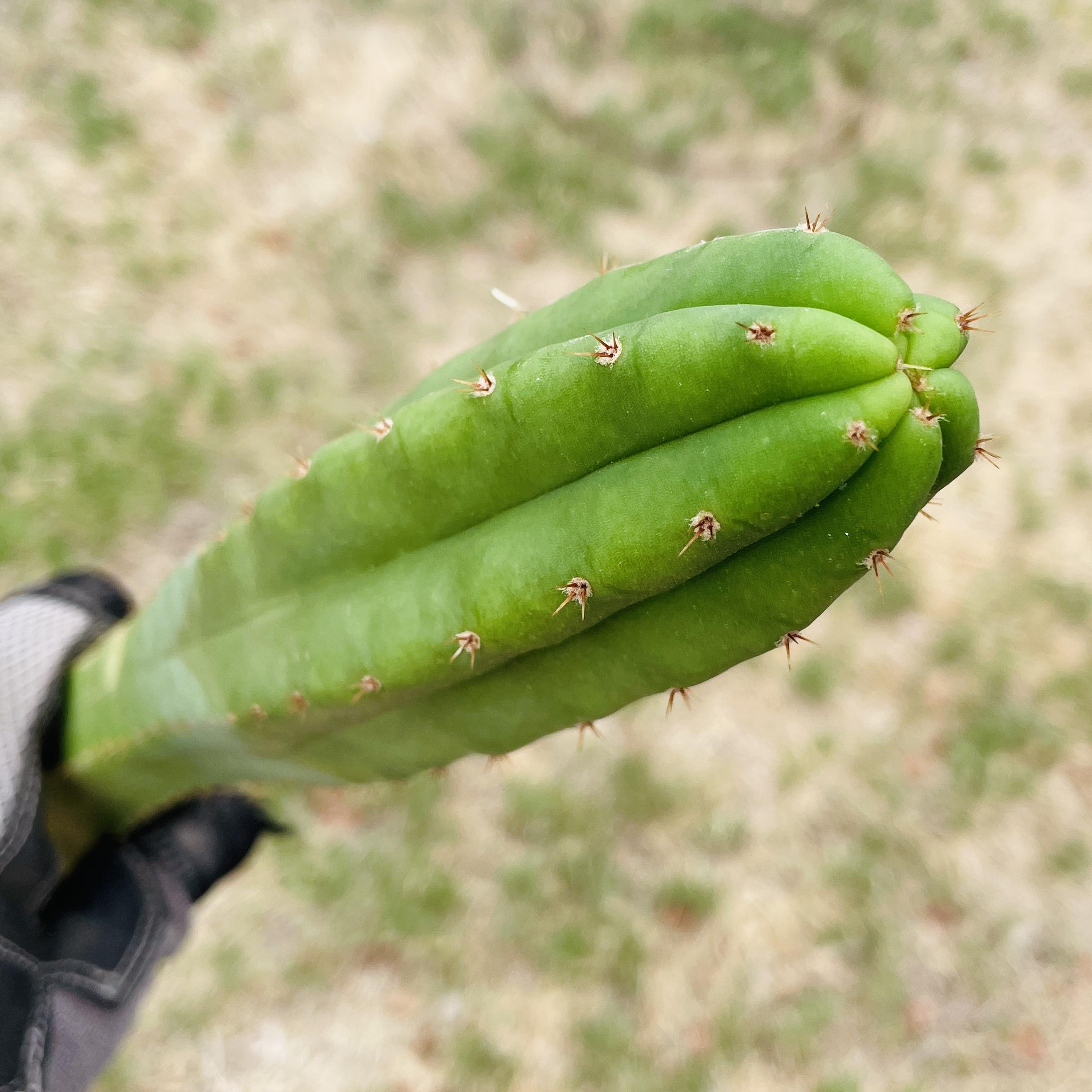 21 inch San Pedro "Ogunbodede" (Ogun) Cutting