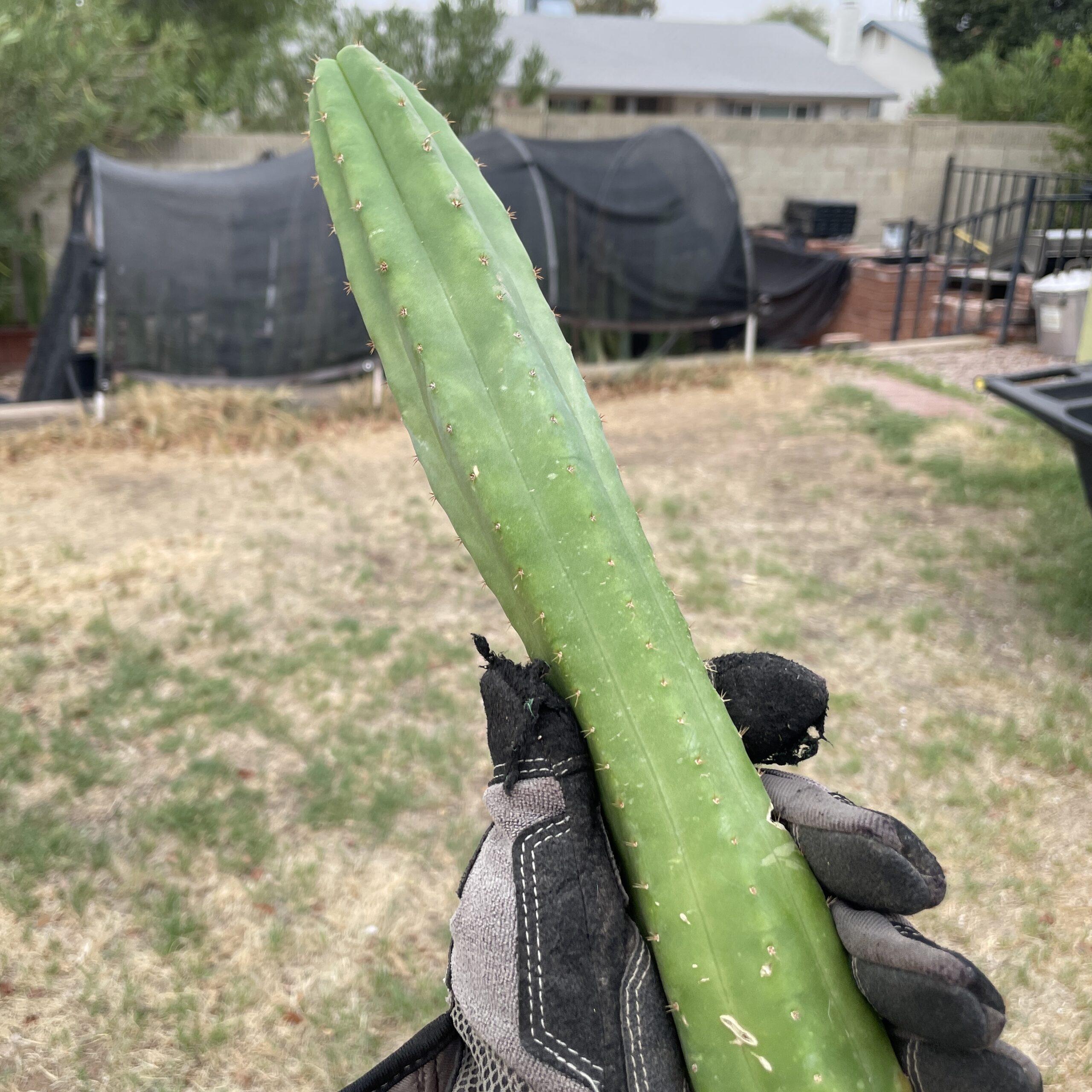 21 inch San Pedro "Ogunbodede" (Ogun) Cutting