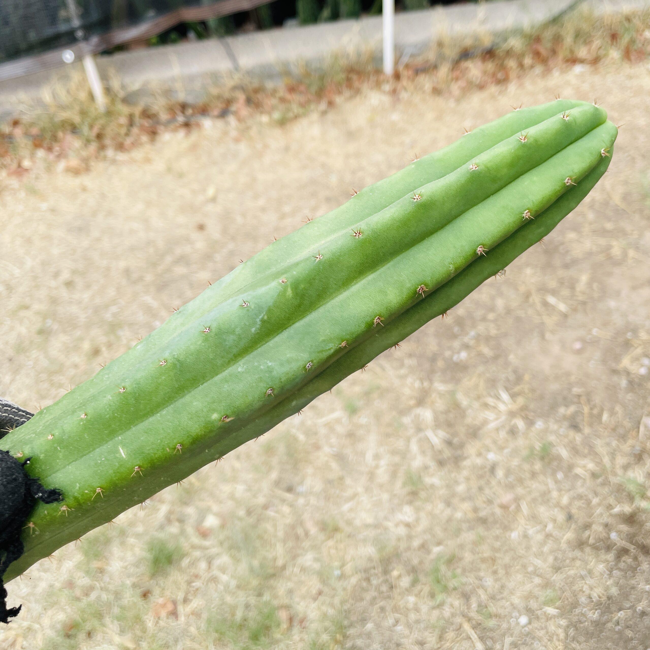 21 inch San Pedro "Ogunbodede" (Ogun) Cutting