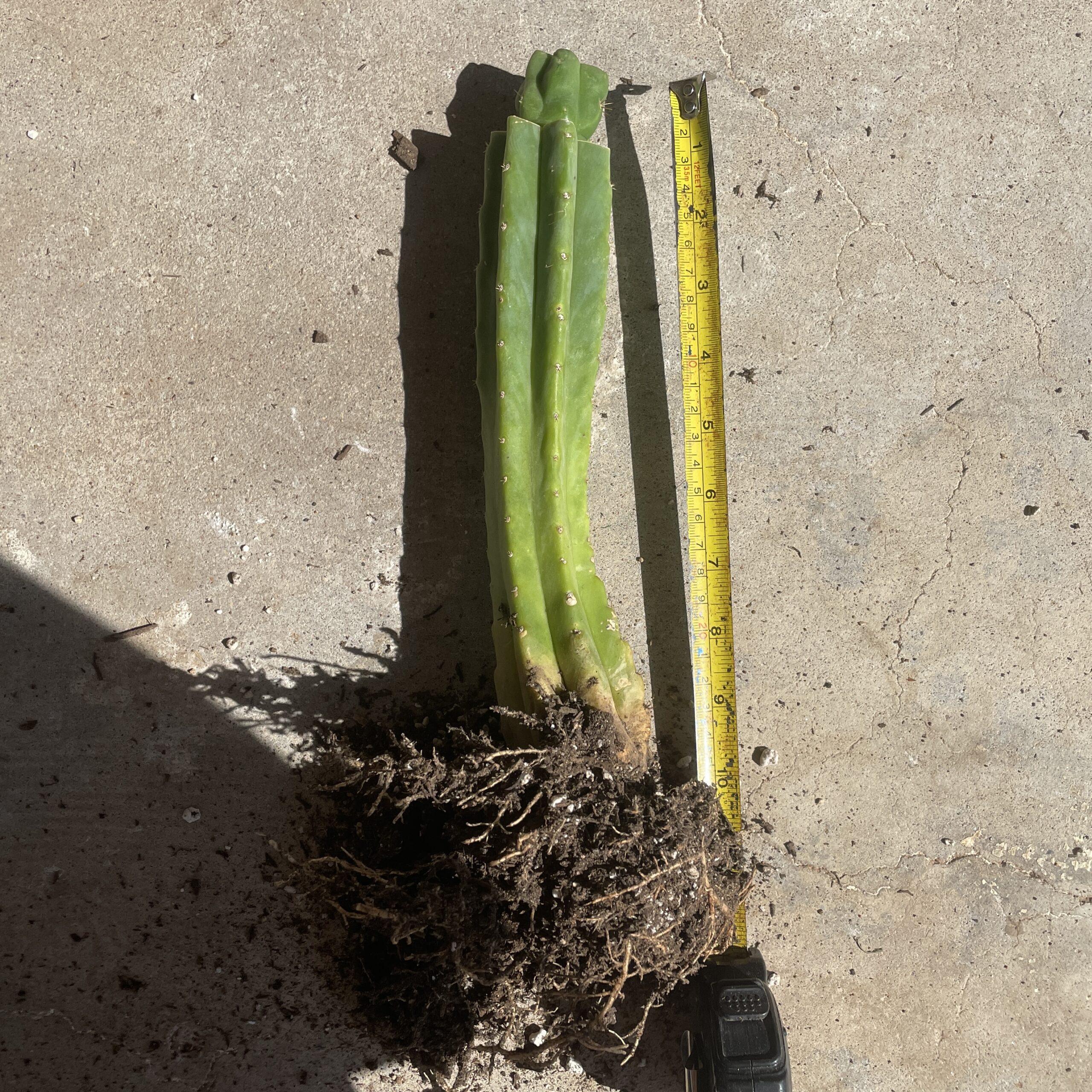 T. Bridgesii "Bob Gillette" aka Precious Mid Graft on PC - From Shulgin's Garden