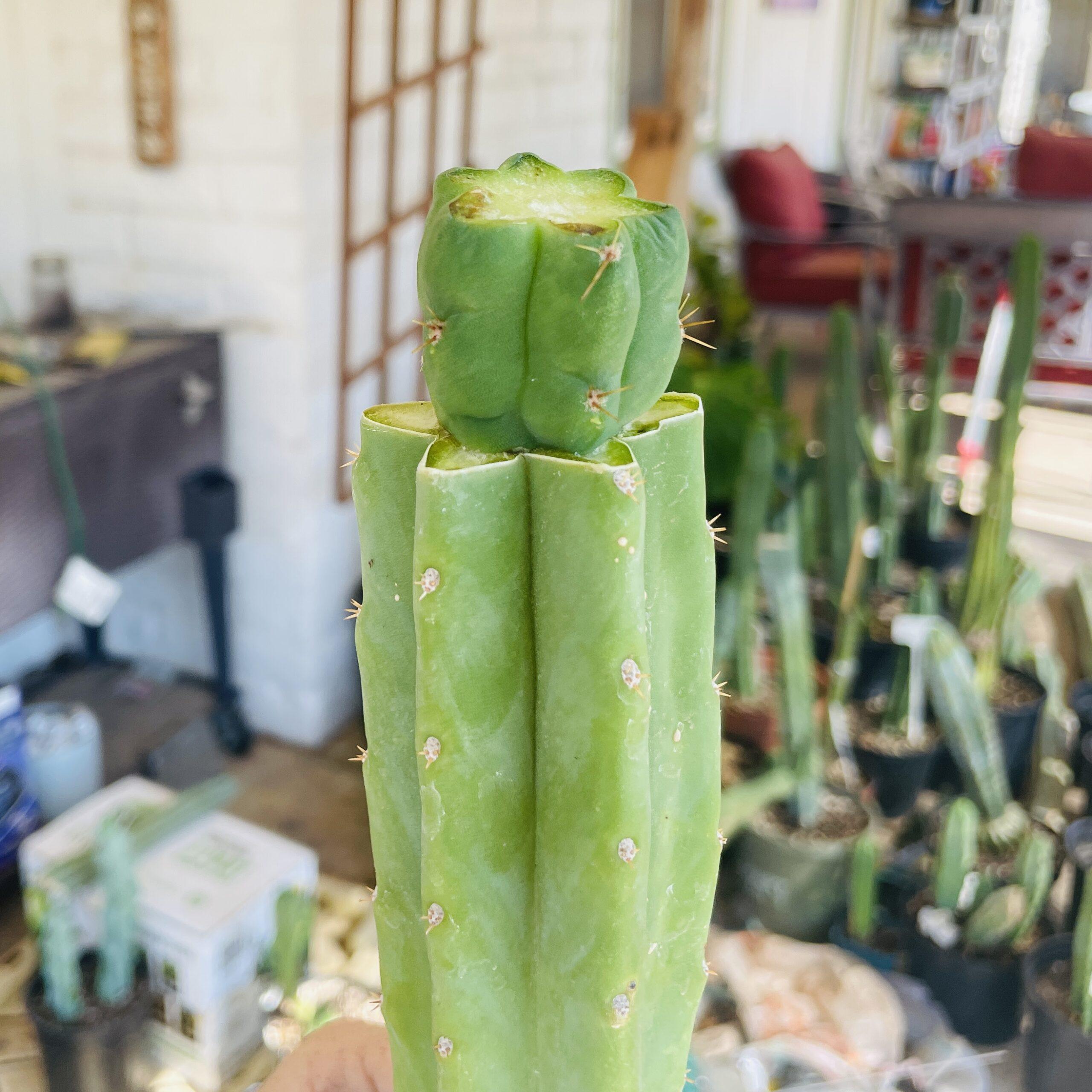 T. Bridgesii "Bob Gillette" aka Precious Mid Graft on PC - From Shulgin's Garden