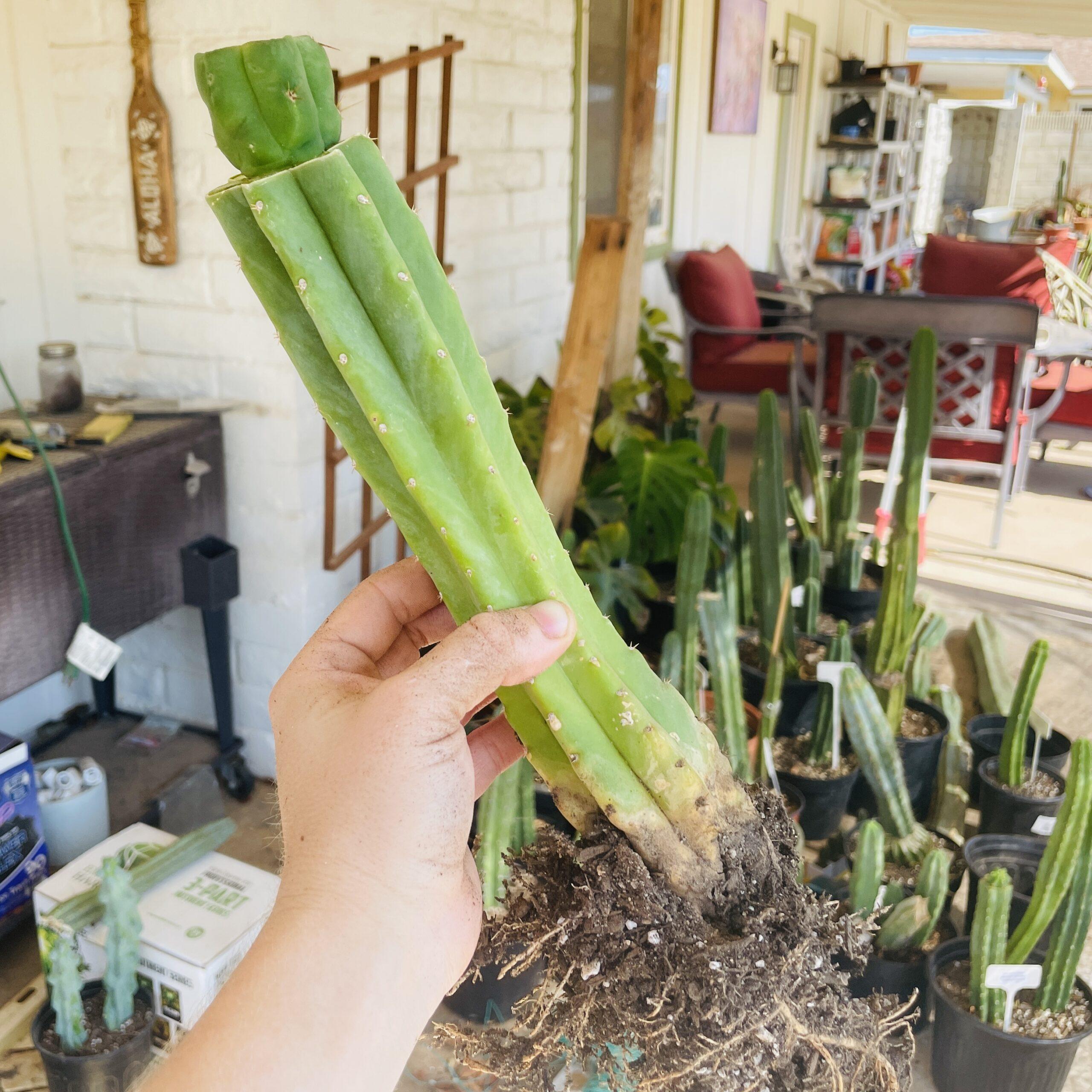 T. Bridgesii "Bob Gillette" aka Precious Mid Graft on PC - From Shulgin's Garden