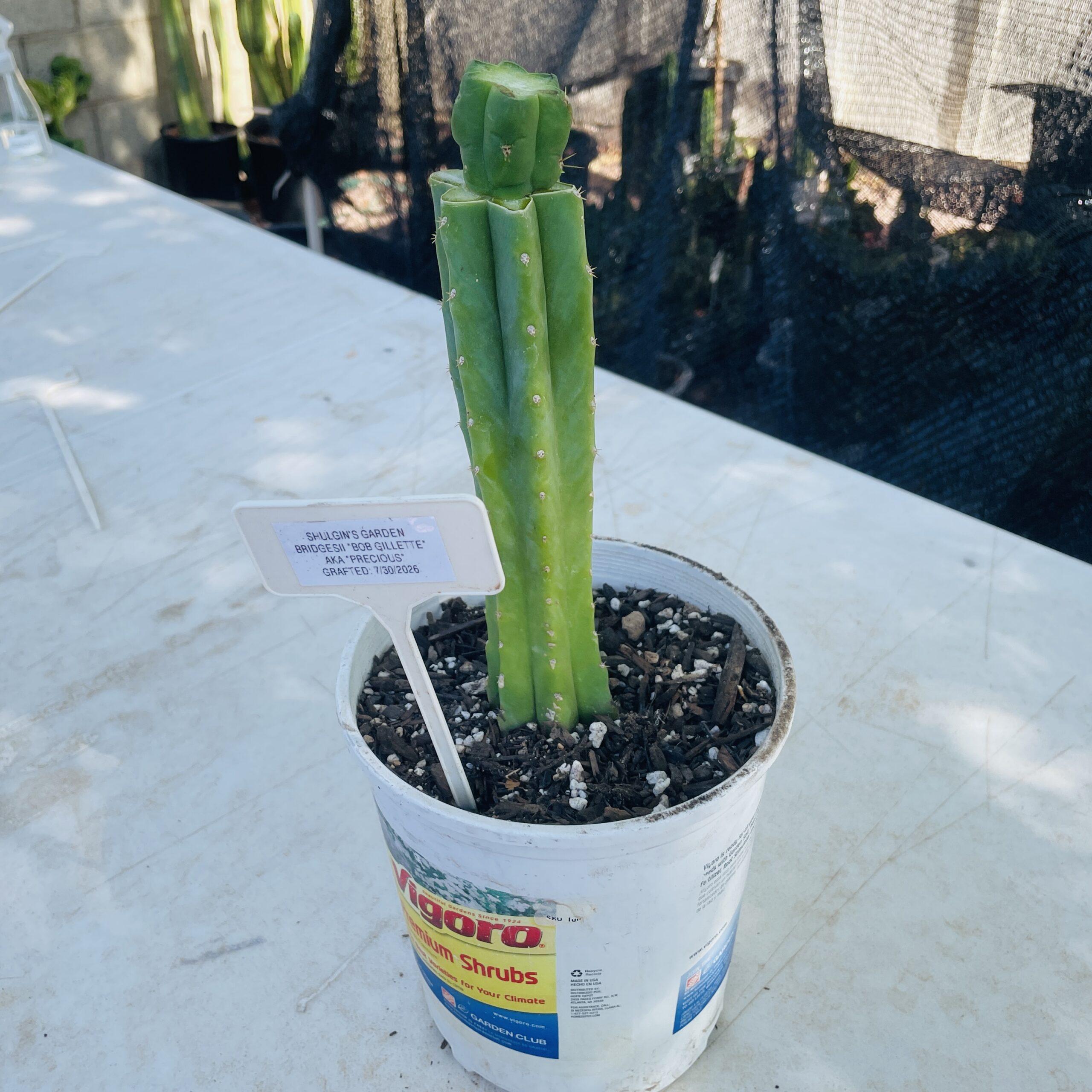T. Bridgesii "Bob Gillette" aka Precious Mid Graft on PC - From Shulgin's Garden