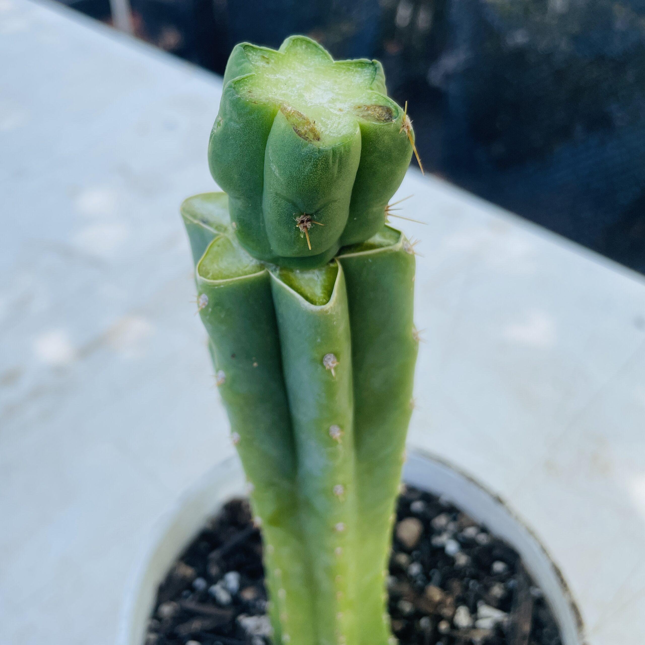 T. Bridgesii "Bob Gillette" aka Precious Mid Graft on PC - From Shulgin's Garden