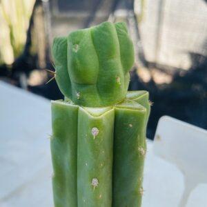 T. Bridgesii "Bob Gillette" aka Precious Mid Graft on PC - From Shulgin's Garden