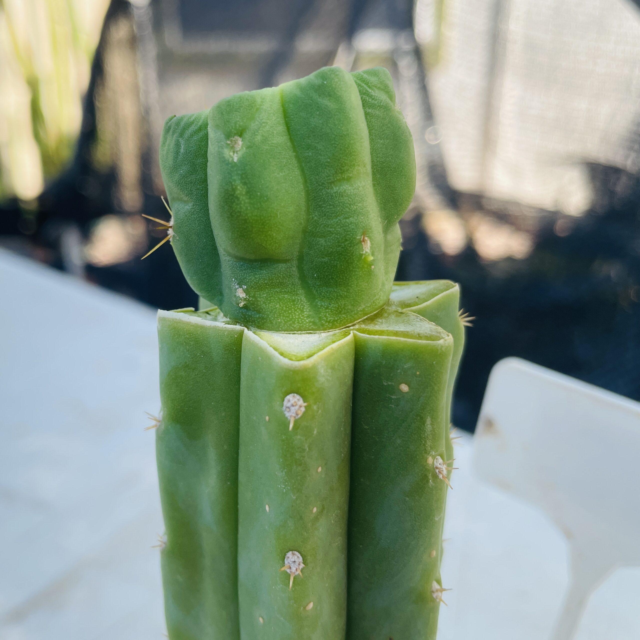 T. Bridgesii "Bob Gillette" aka Precious Mid Graft on PC - From Shulgin's Garden