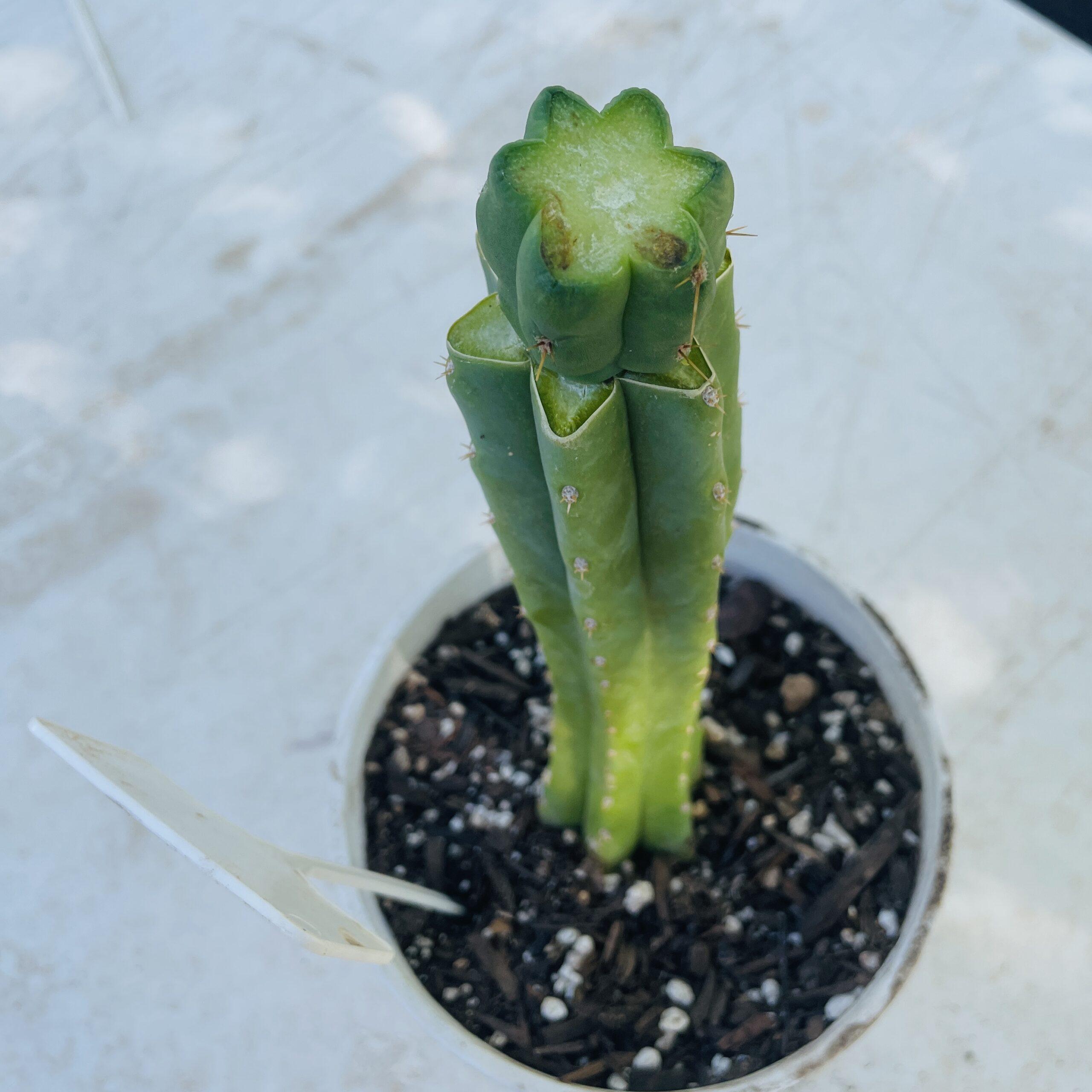T. Bridgesii "Bob Gillette" aka Precious Mid Graft on PC - From Shulgin's Garden