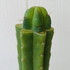 T. Bridgesii "Bob Gillette" aka Precious Tip Graft on PC - From Shulgin's Garden