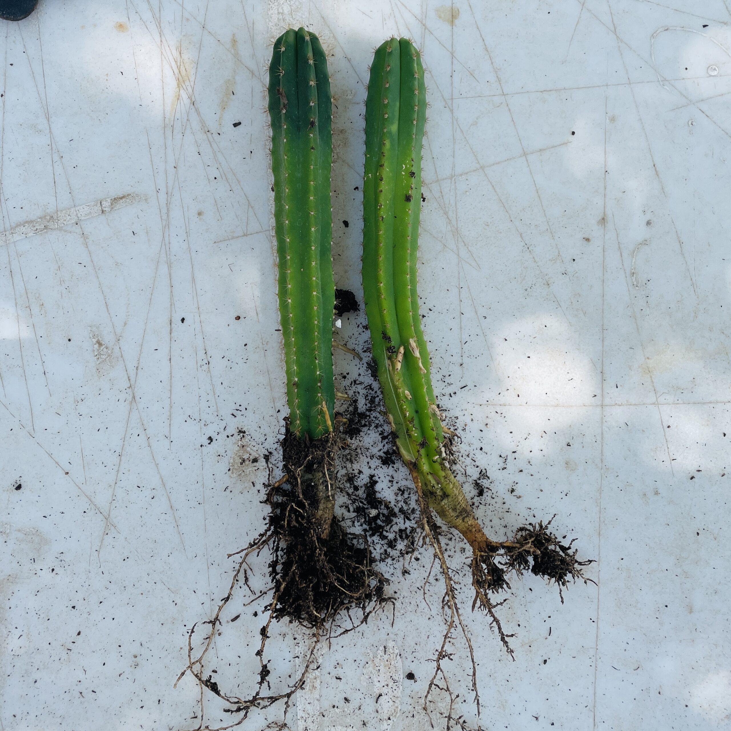 Dr. G Scop x (Super Pedro x J3) - EXTRA LARGE Seedlings