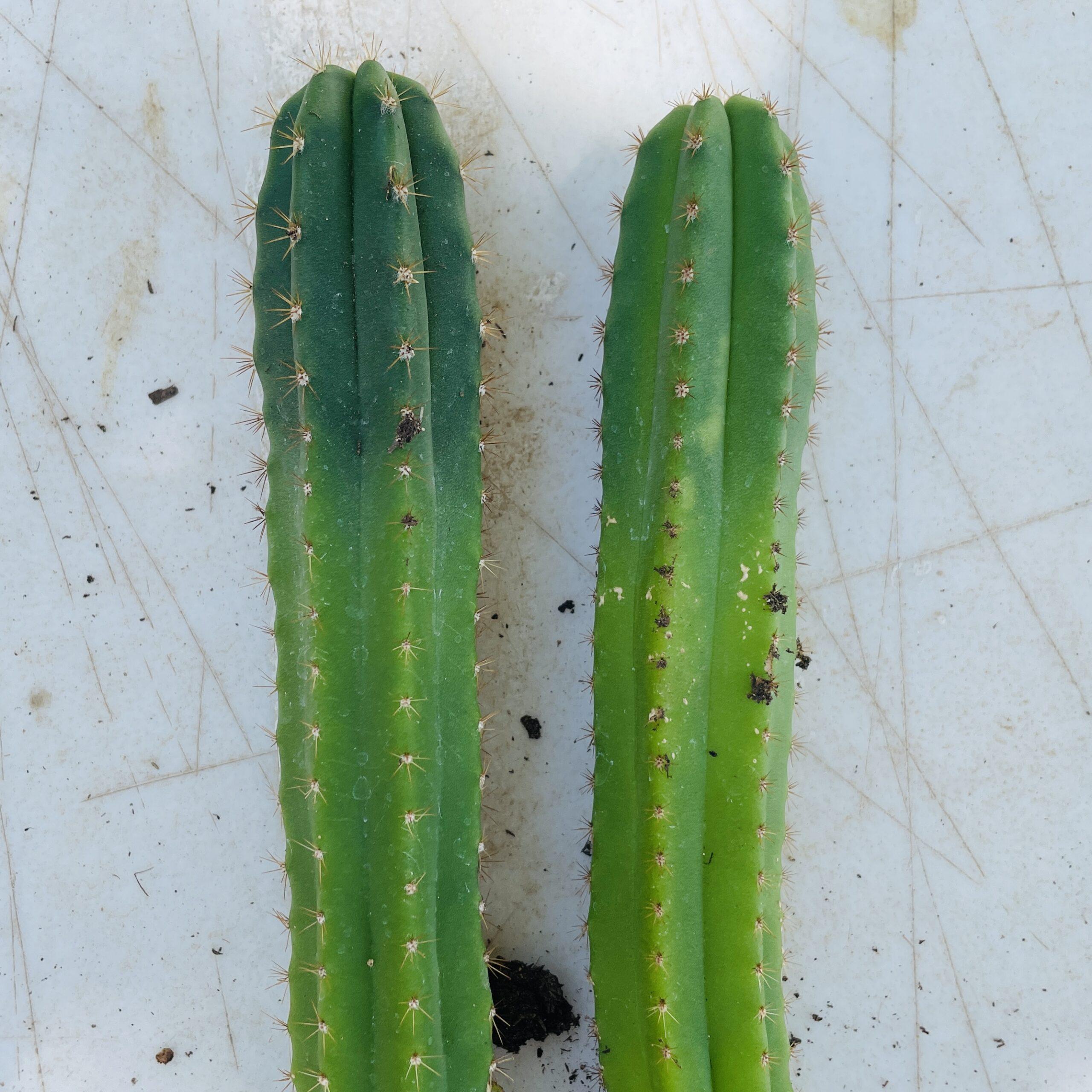 Dr. G Scop x (Super Pedro x J3) - EXTRA LARGE Seedlings