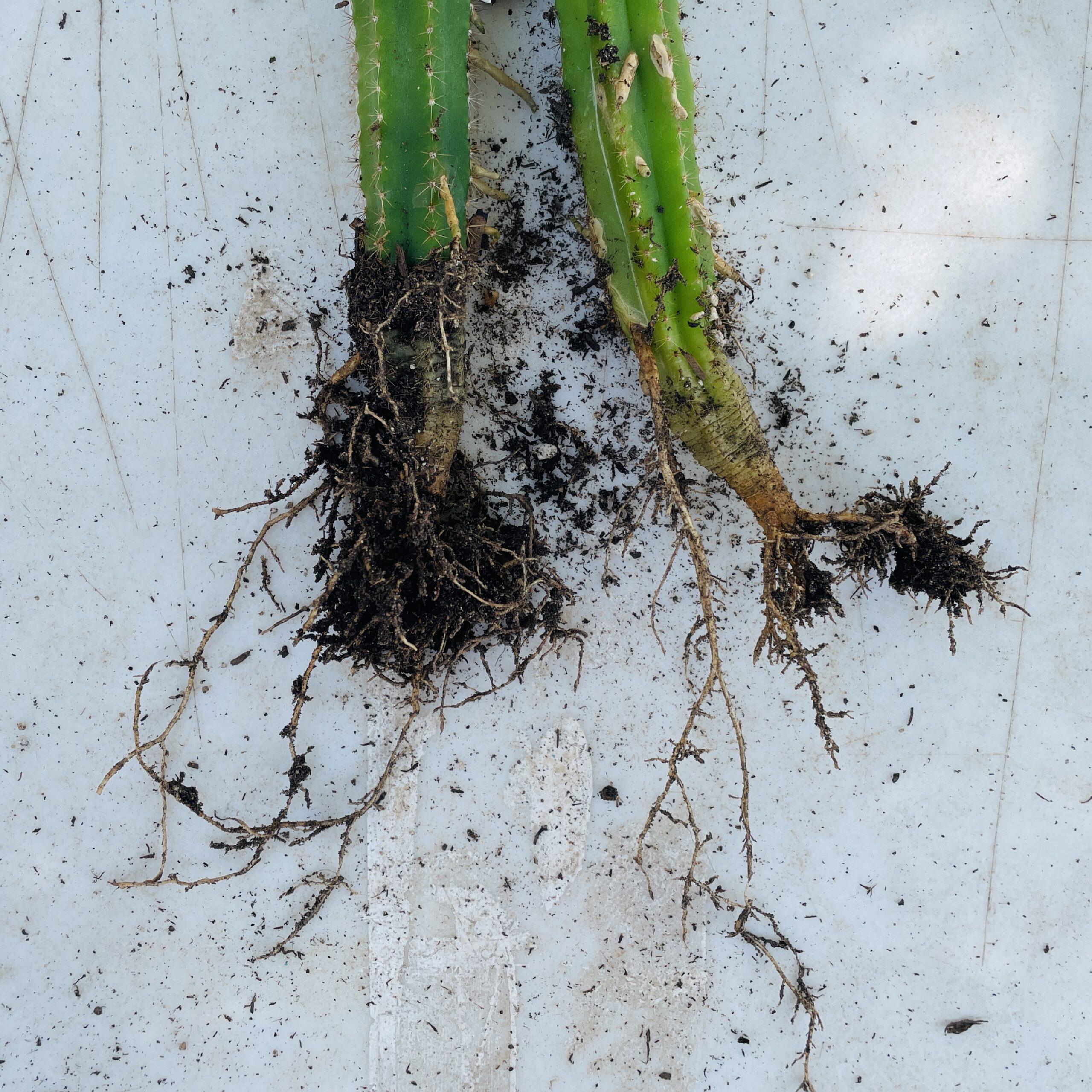 Dr. G Scop x (Super Pedro x J3) - EXTRA LARGE Seedlings