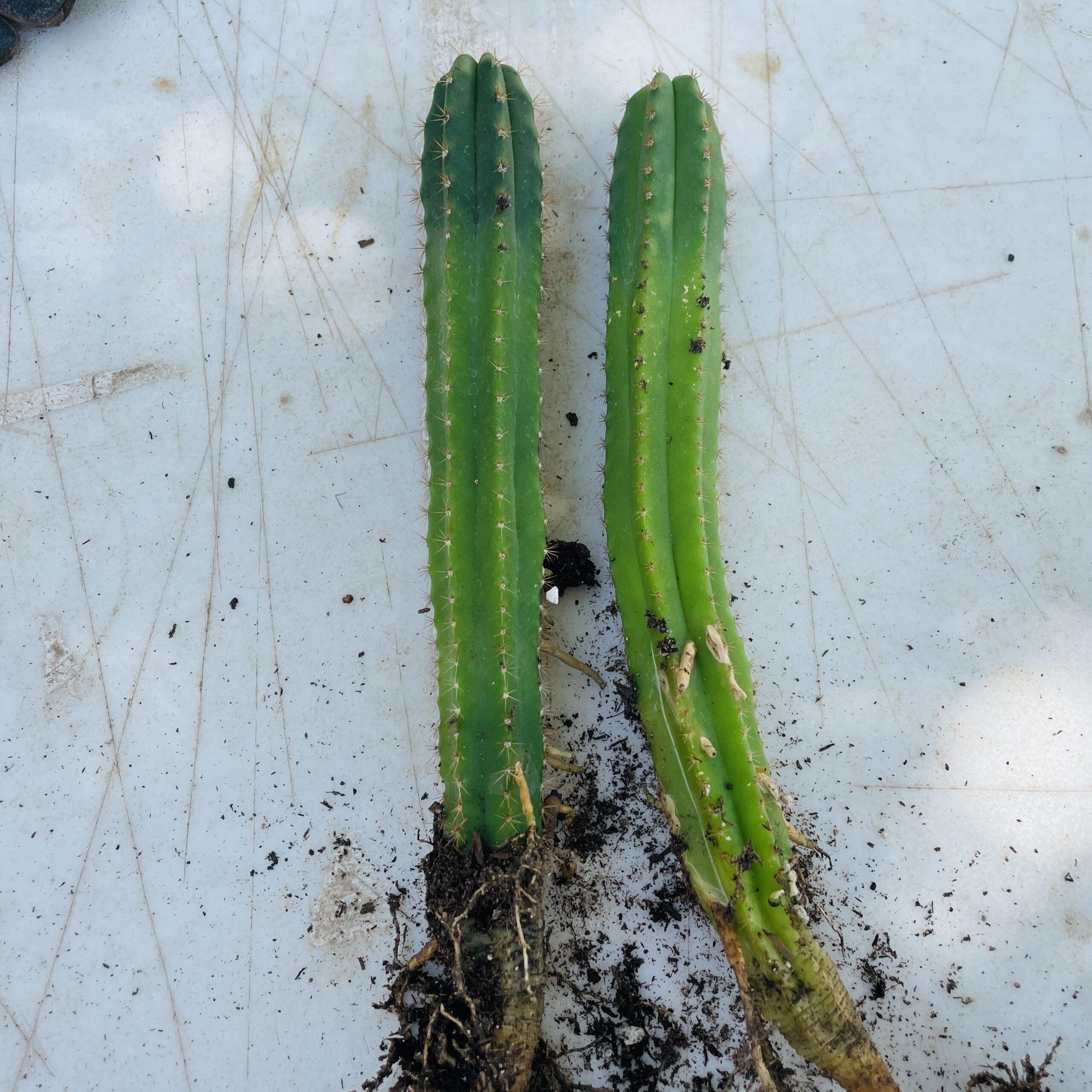 Dr. G Scop x (Super Pedro x J3) - EXTRA LARGE Seedlings