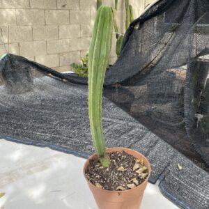 Fully Rooted Dr. G Scop x Bridgesii "SS02"