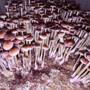 Psilocybe Ochraceocentrata Mushroom Specimens