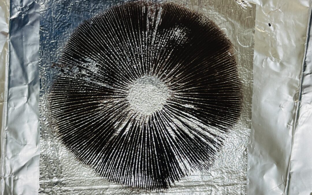 P. Cubensis “Melmac Revert” Spore Print