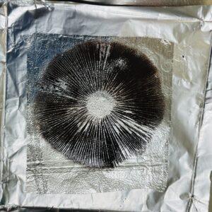 Melmac Revert Spore Print