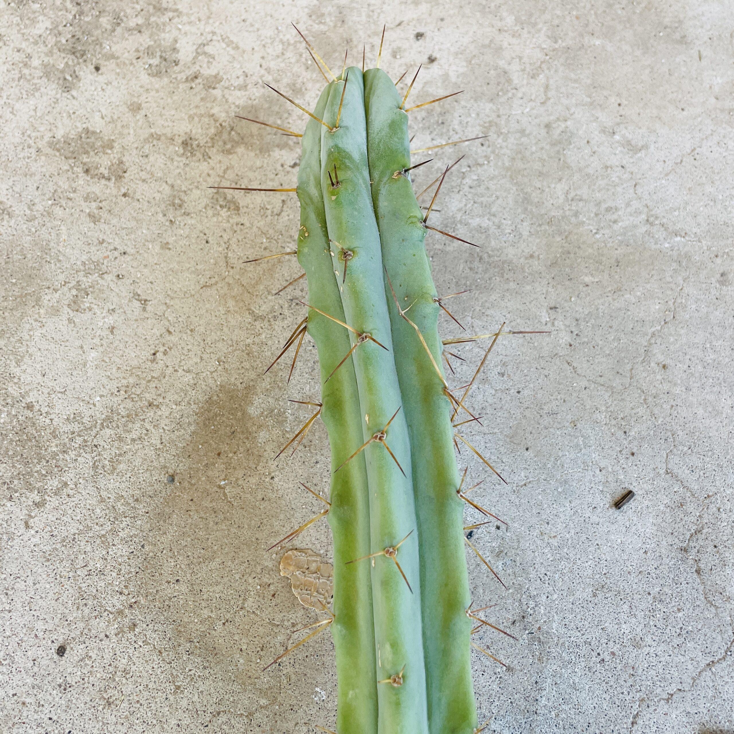 18 inch T. Bridgesii "Bolivian Torch" Cutting