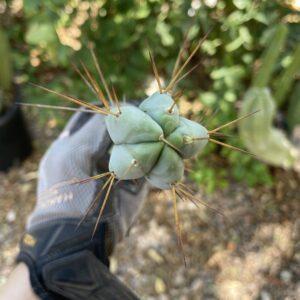 18 inch T. Bridgesii "Bolivian Torch" Cutting
