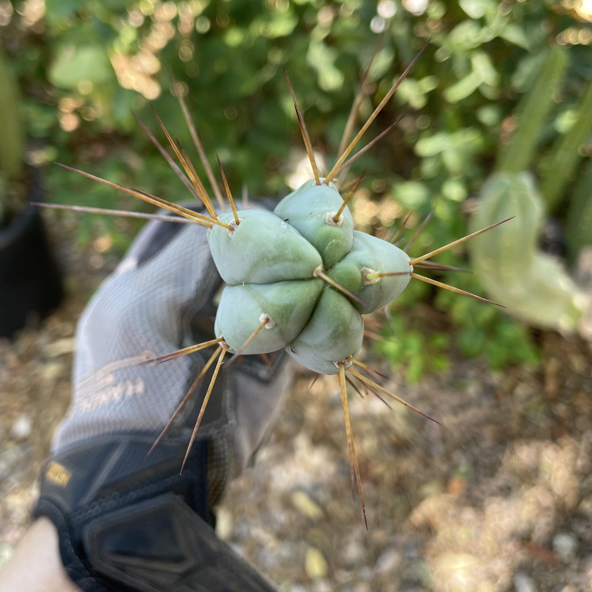 18 inch T. Bridgesii "Bolivian Torch" Cutting