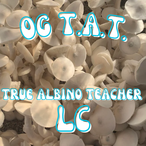 OG T.A.T. Liquid Culture Syringe