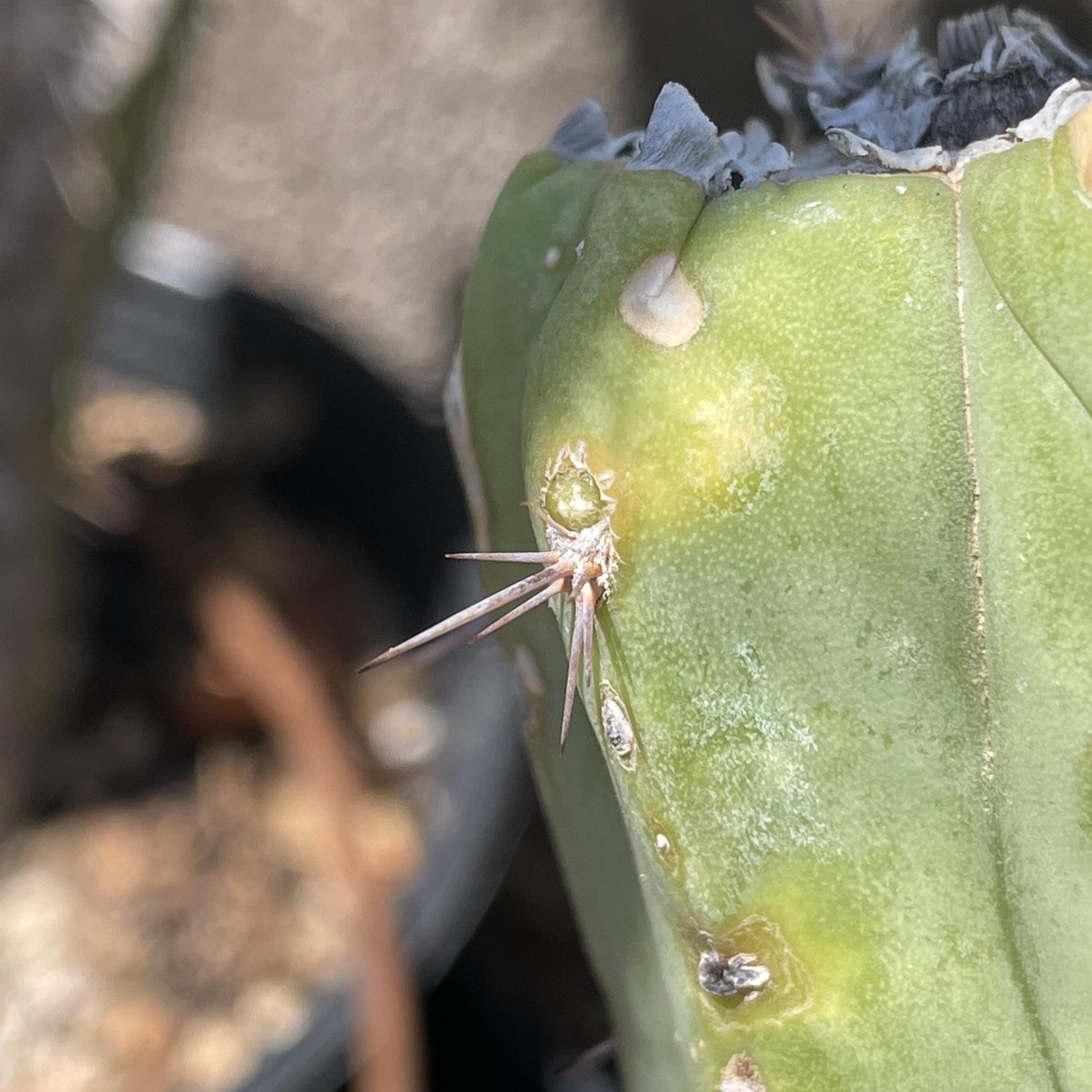 12 inch T. Bridgesii "Phoenix Torch" Mid Cutting