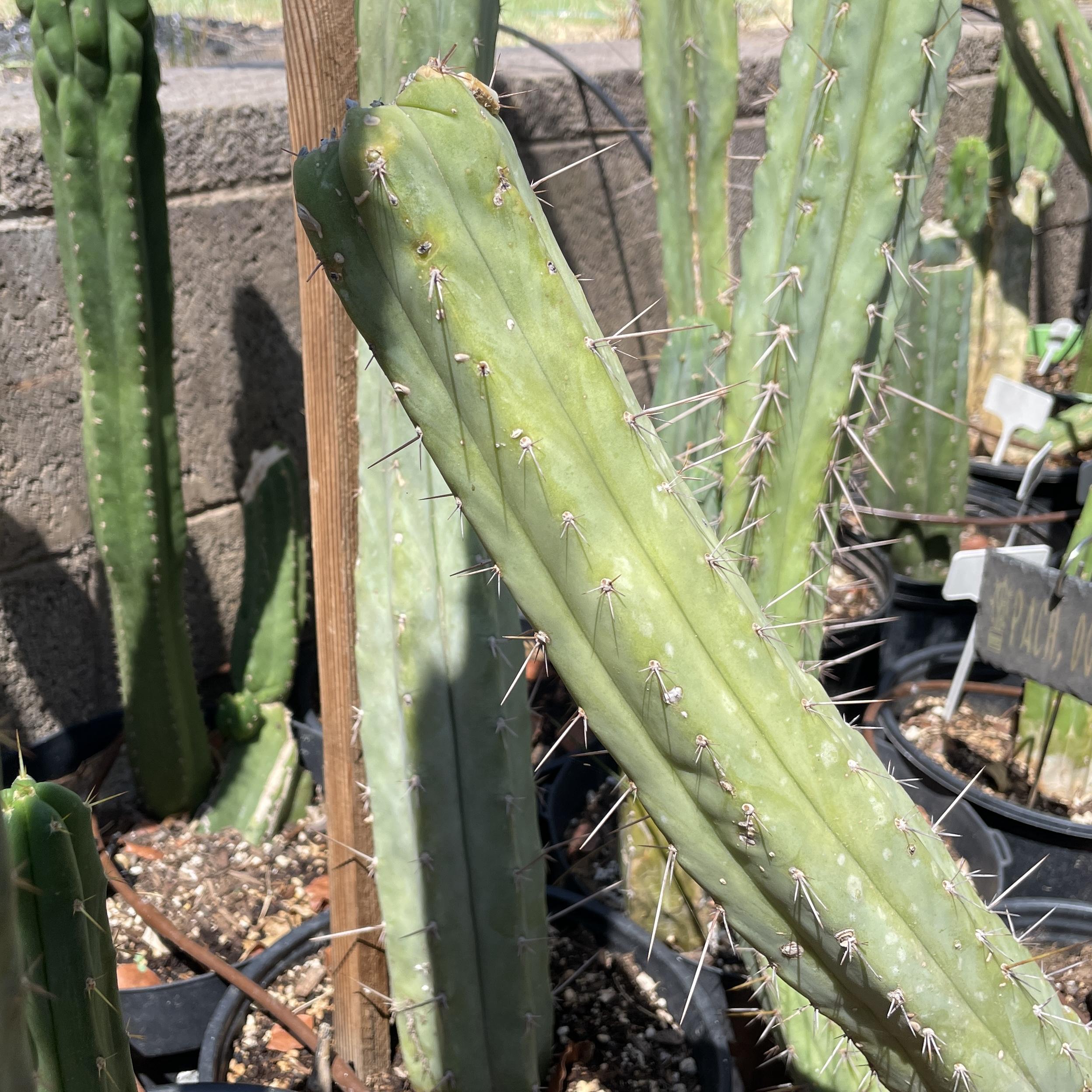 12 inch T. Bridgesii "Phoenix Torch" Mid Cutting