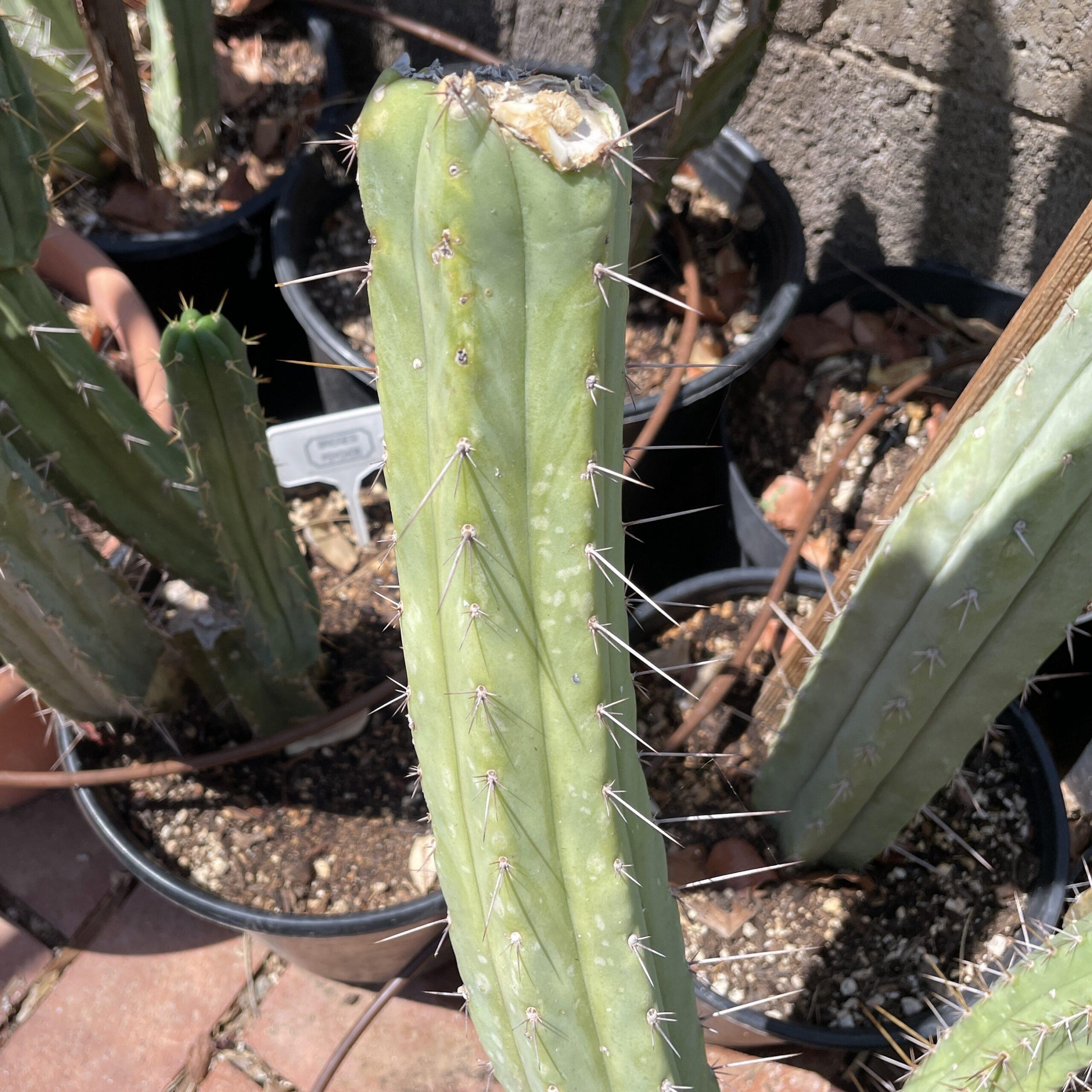 12 inch T. Bridgesii "Phoenix Torch" Mid Cutting