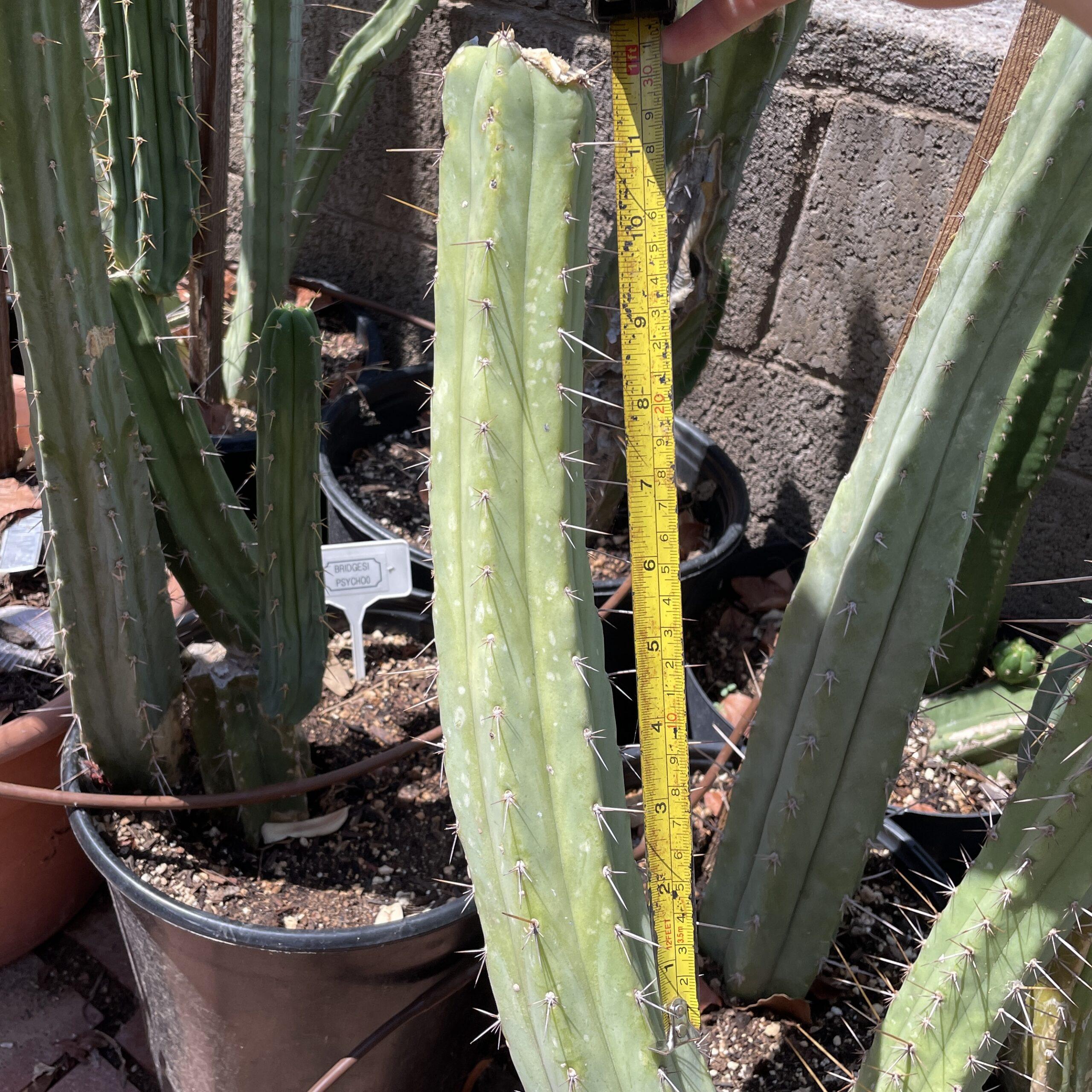 12 inch T. Bridgesii "Phoenix Torch" Mid Cutting
