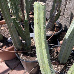 12 inch T. Bridgesii "Phoenix Torch" Mid Cutting