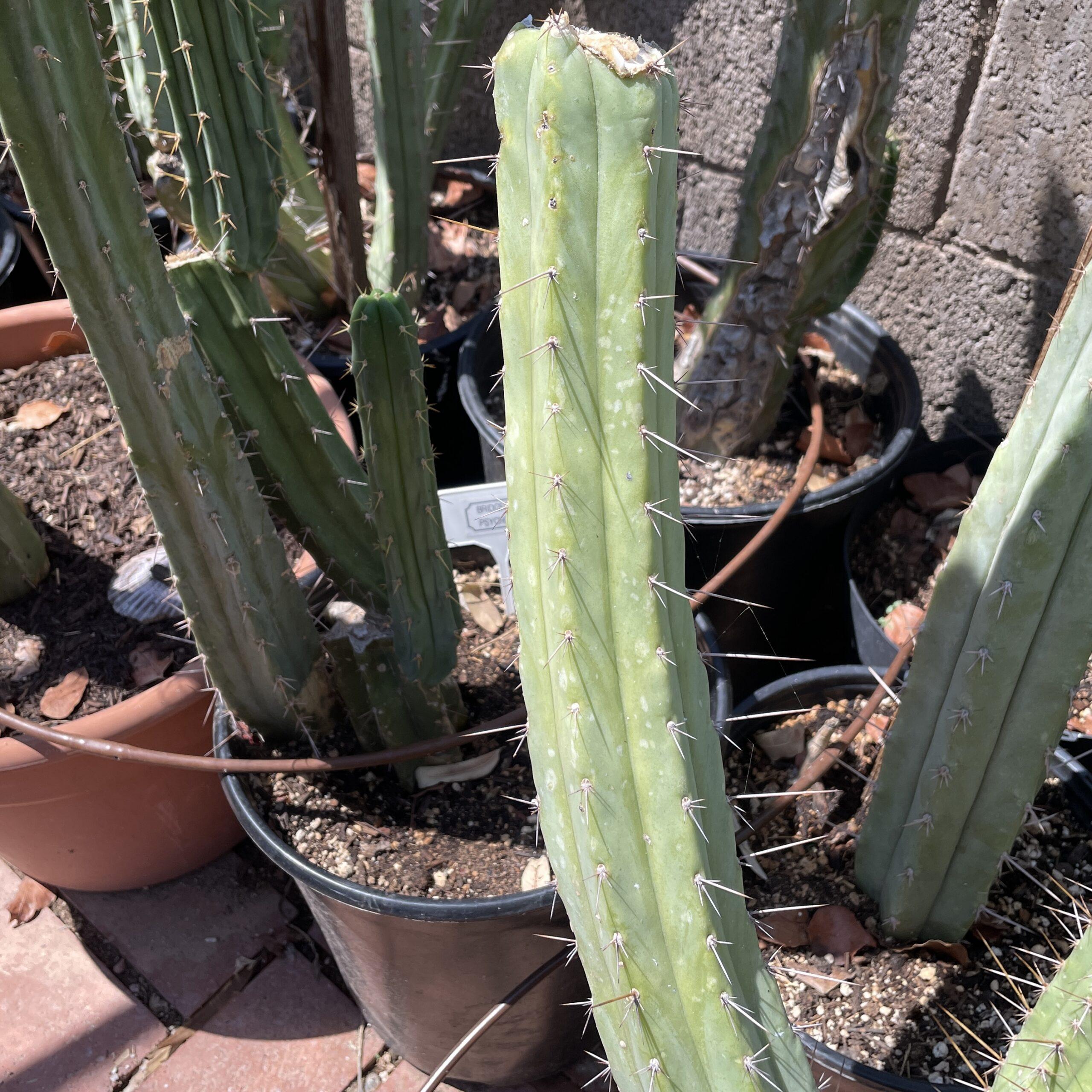 12 inch T. Bridgesii "Phoenix Torch" Mid Cutting