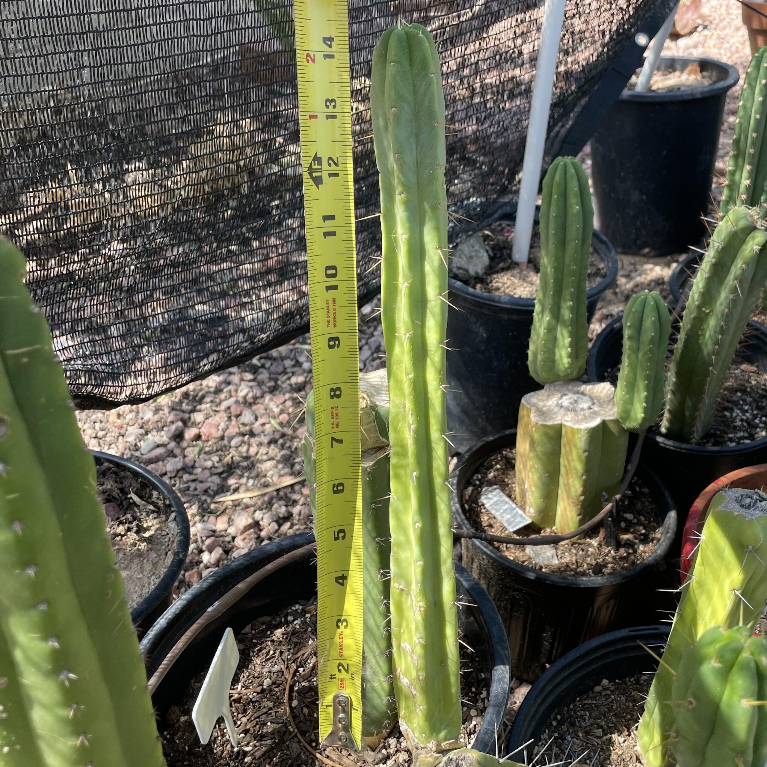 14in T. Bridgesii "SS02 x Wowie" Cutting