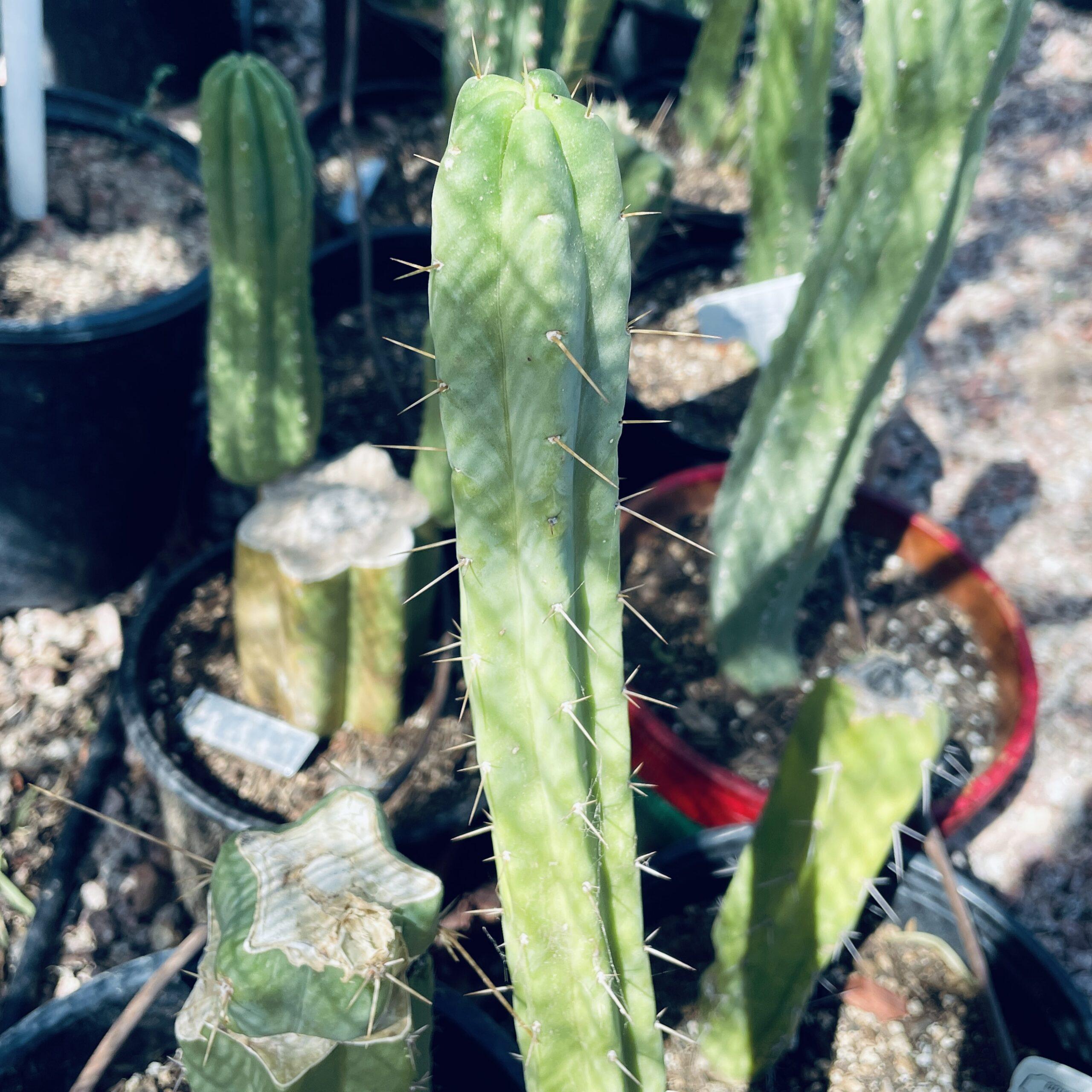 14in T. Bridgesii "SS02 x Wowie" Cutting
