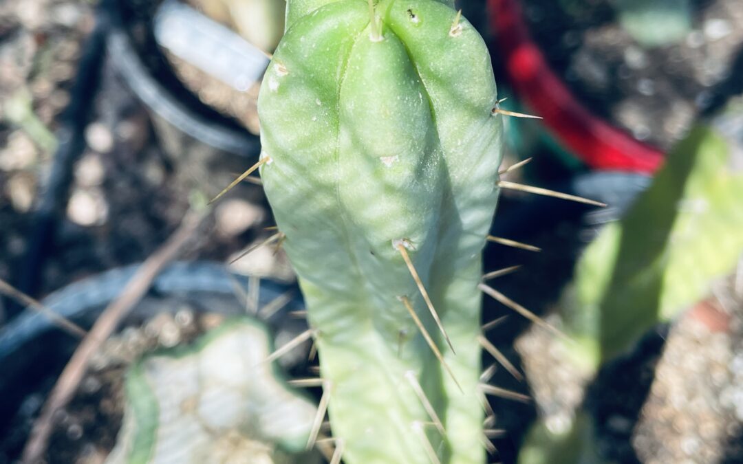 14in T. Bridgesii “SS02 x Wowie” Cutting